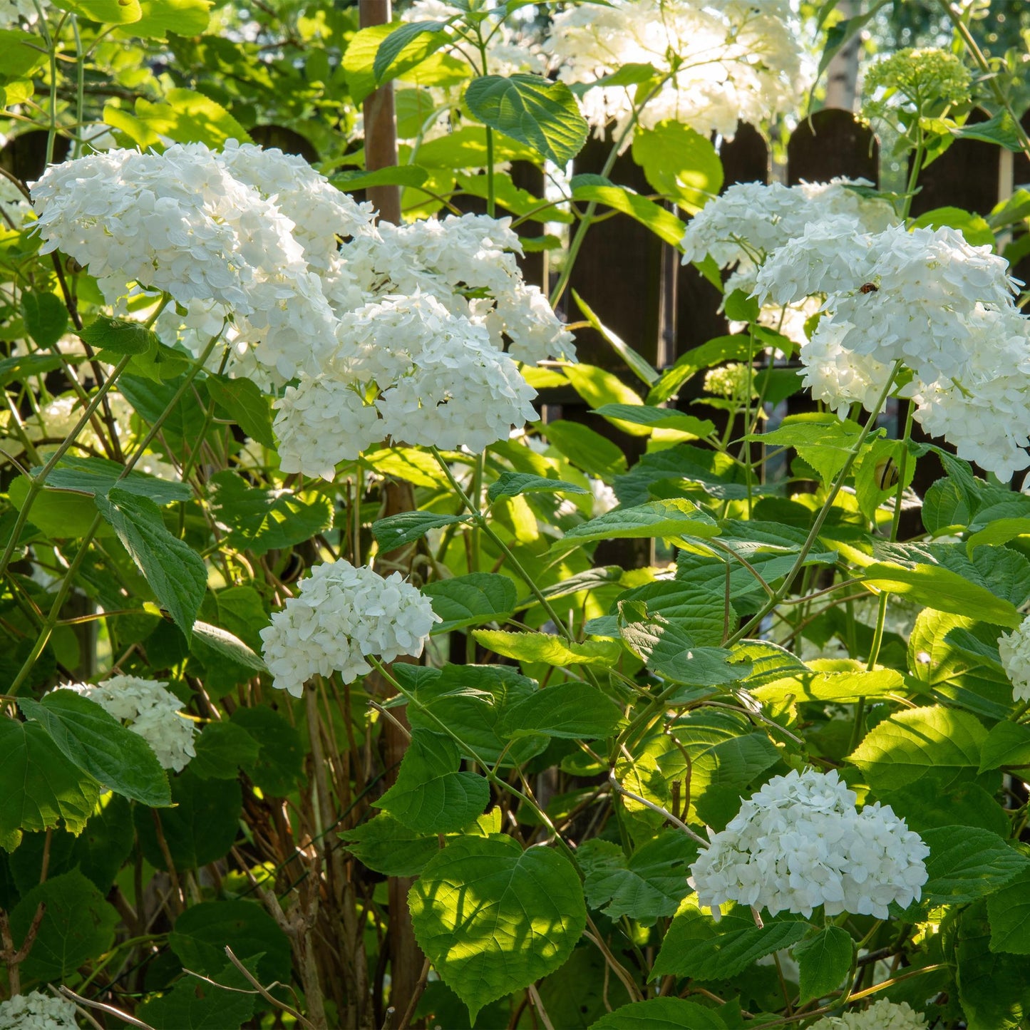 Green boutiQ - Pluim Hortensia - Hydrangea arborescens Annabelle - Bloem Wit - 3 Planten - 1 m2 - Bladverliezend - Grote Bloemen - Pot 17cm Hoogte 50cm