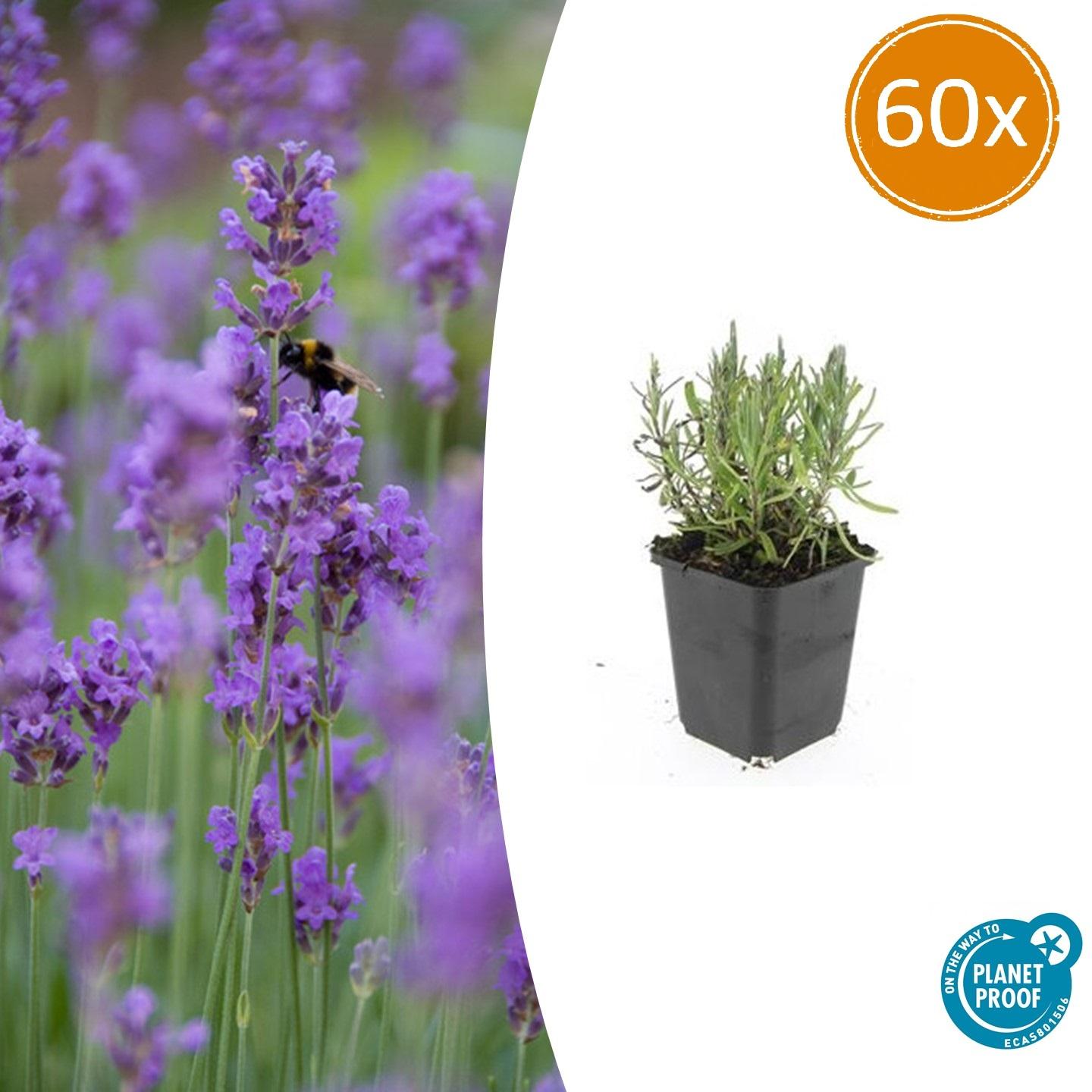 60x Lavandula ang. 'Munstead' - ↕10-25cm - Ø9cm