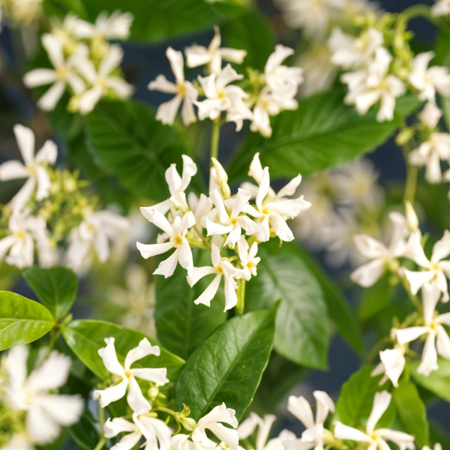 Green boutiQ - Toscaanse jasmijn - Trachelospermum jasminoides - Bloem Wit - Groenblijvend - 2 planten - Pot 11cm Hoogte 40cm