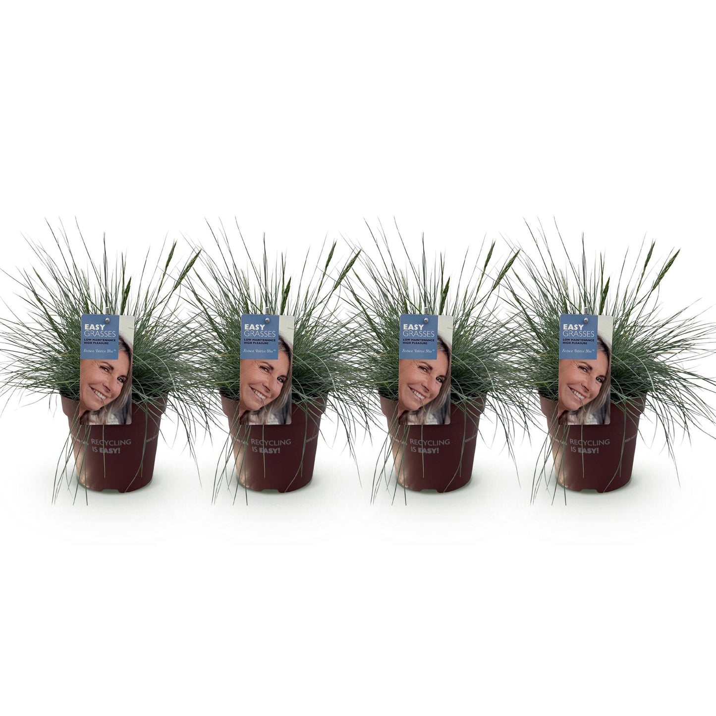 Green boutiQ - Siergrassen - Festuca glauca Intense Blue - Blauw - 4 Planten - Bladhoudend - Weinig Onderhoud - Pot 17cm Hoogte 50cm