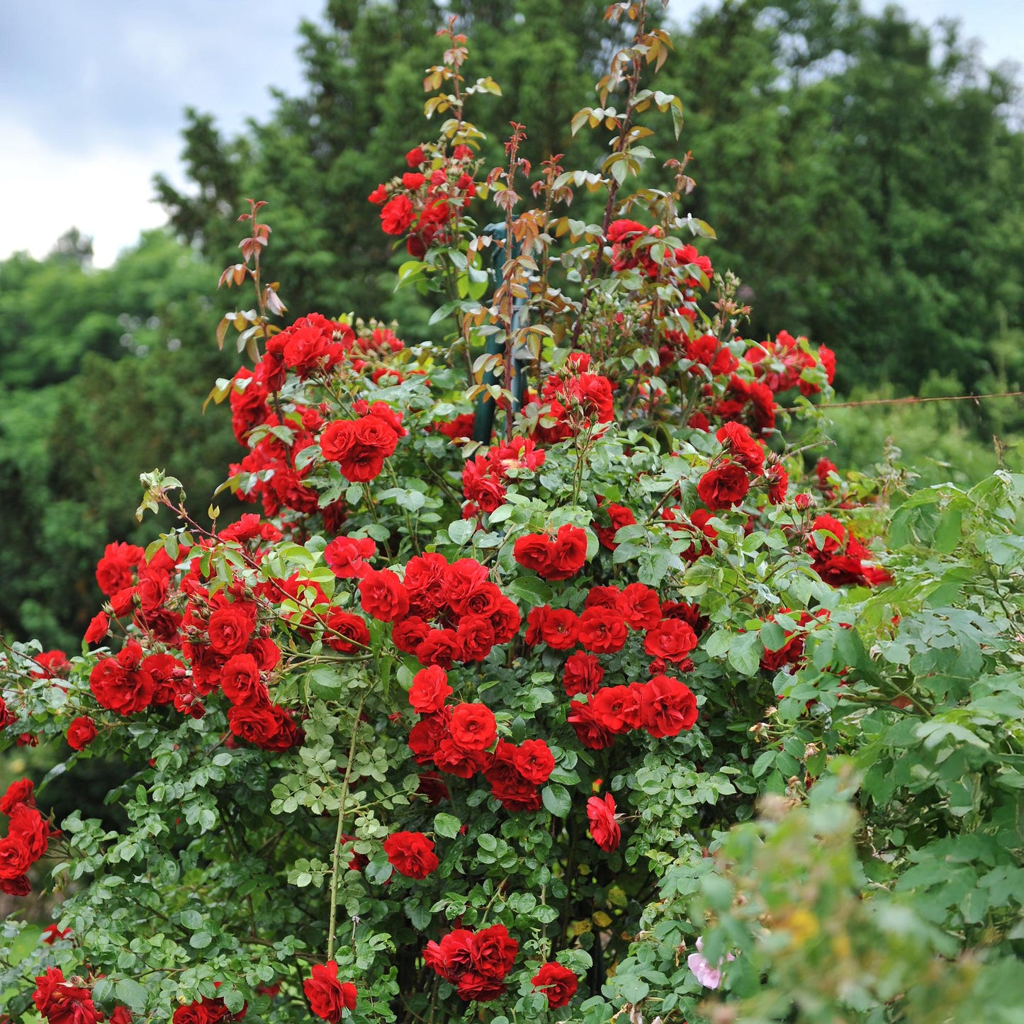 Green boutiQ - Klimroos - Rosa Red Climber - Bloem Rood - Weinig onderhoud - 2 planten - Pot 11cm Hoogte 40cm