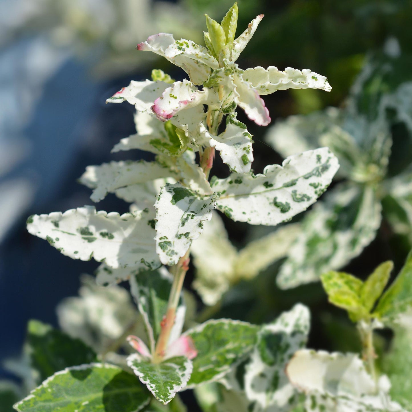 Green boutiQ - Tuinplant - Euonymus fortunei Harlequin - Plant op stam - Terras Plant - Bladhoudend - Weinig Onderhoud - Pot 19cm Hoogte 90cm