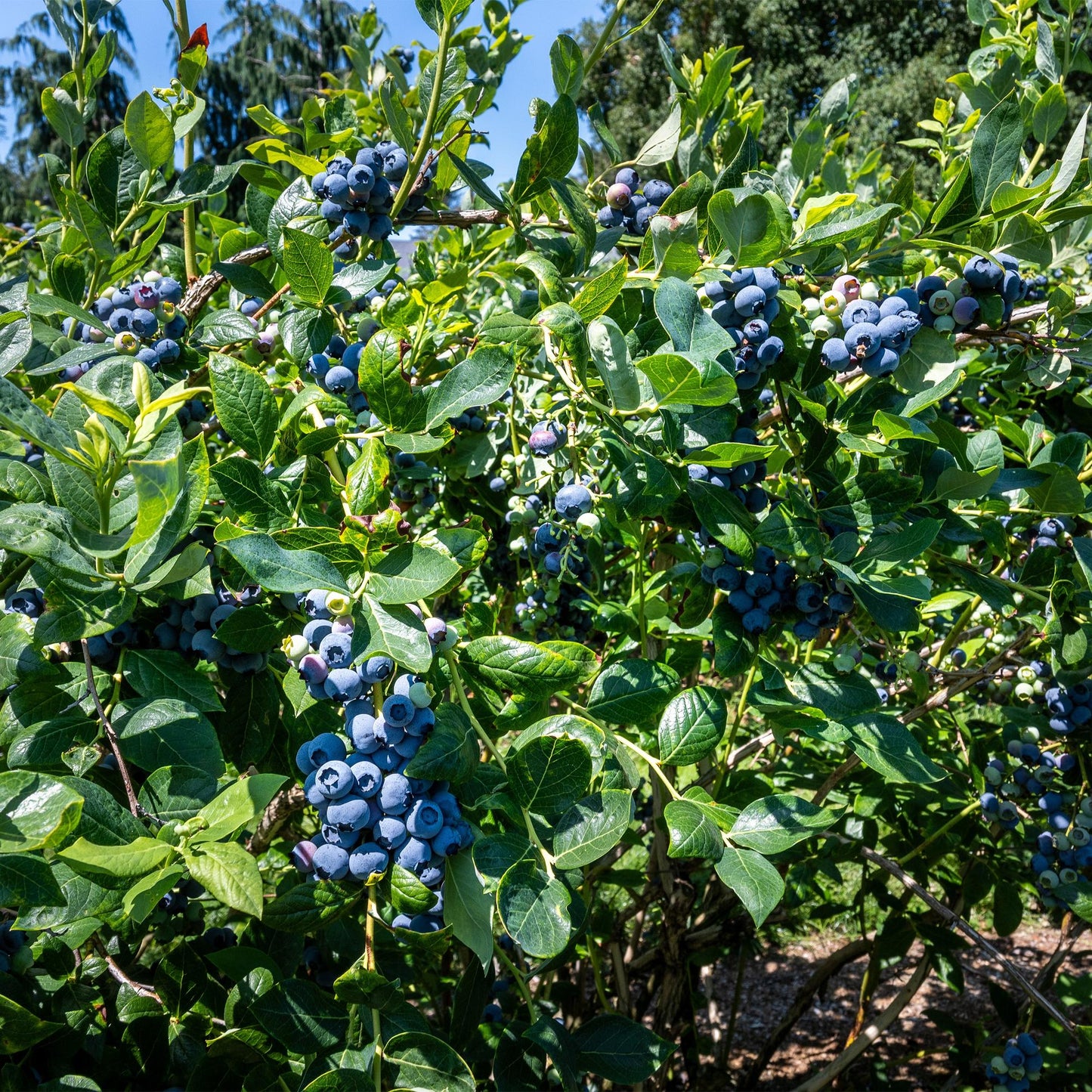 Green boutiQ - Fruitplant - Bosbes - Vaccinium corymbosum Goldtraube - Blauwe bes - Doornloos - 2 planten - Pot 11cm Hoogte 40cm