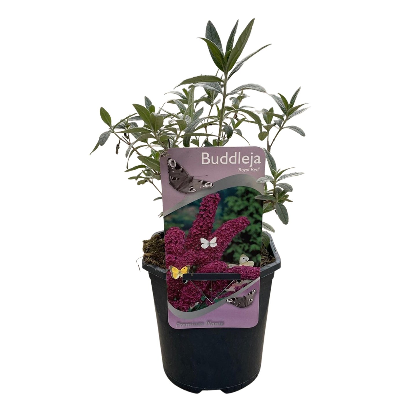 Green boutiQ - Vlinderstruik - Buddleja davidii Royal Red - Bloem Rood - 1 Plant - Bladverliezend - Vlinderlokkend - Pot 17cm Hoogte 25cm