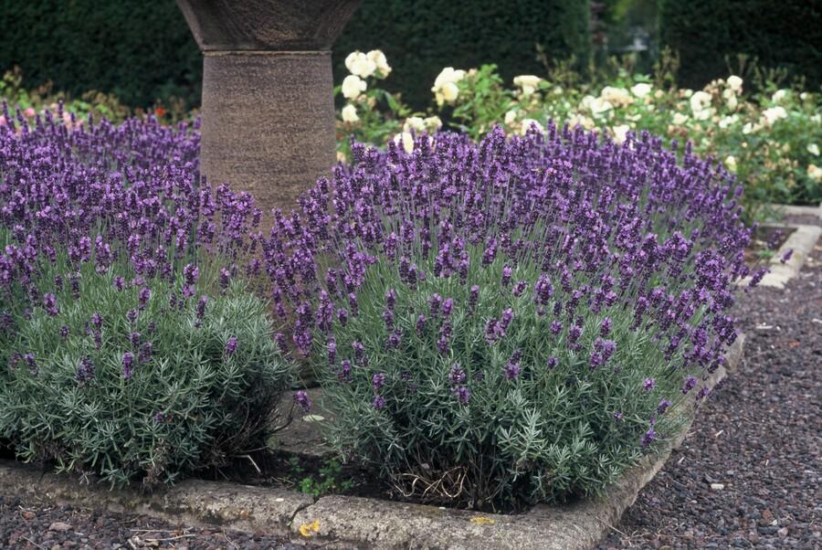 40x Lavandula ang. 'Dwarf Blue' - ↕10-25cm - Ø9cm