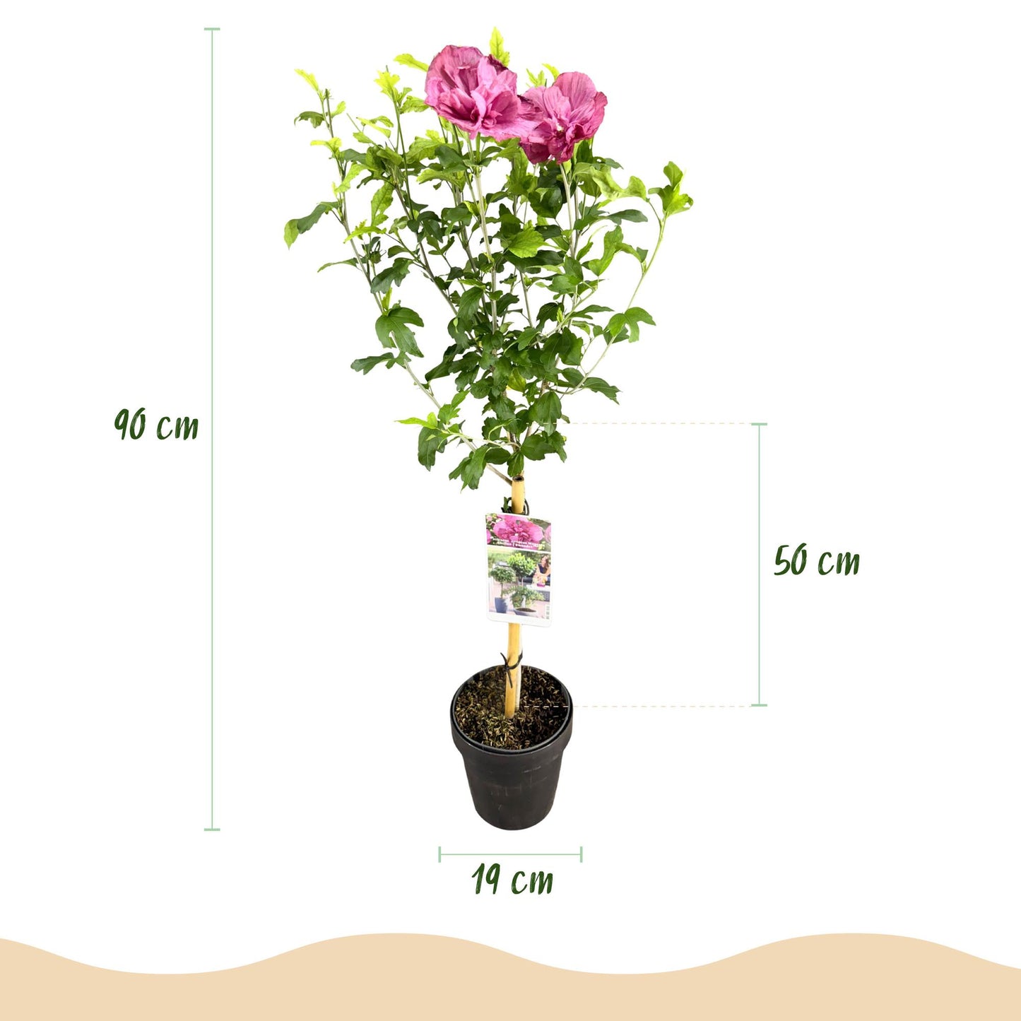 Green boutiQ - Tuinplant - Hibiscus syriacus Magenta Chiffon® - Plant op stam - Terras Plant - Bladverliezend - Weinig Onderhoud - Pot 19cm Hoogte 90cm