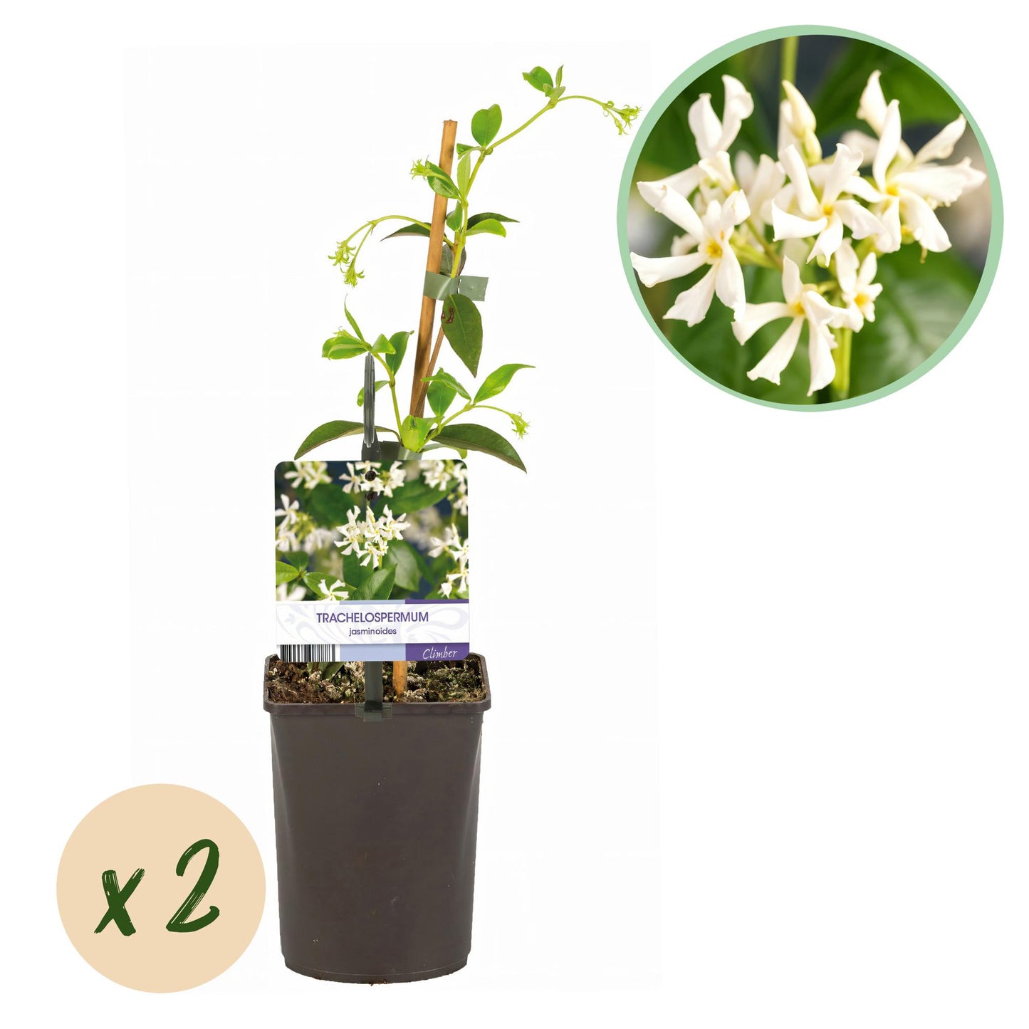 Green boutiQ - Toscaanse jasmijn - Trachelospermum jasminoides - Bloem Wit - Groenblijvend - 2 planten - Pot 11cm Hoogte 40cm