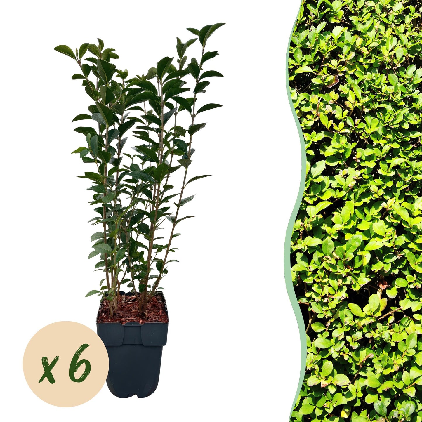Green boutiQ - Haagplanten - Ligustrum ovalifolium - blad groen - 6 planten - 1 strekkende meter - groenblijvend - pot 17cm hoogte 55cm