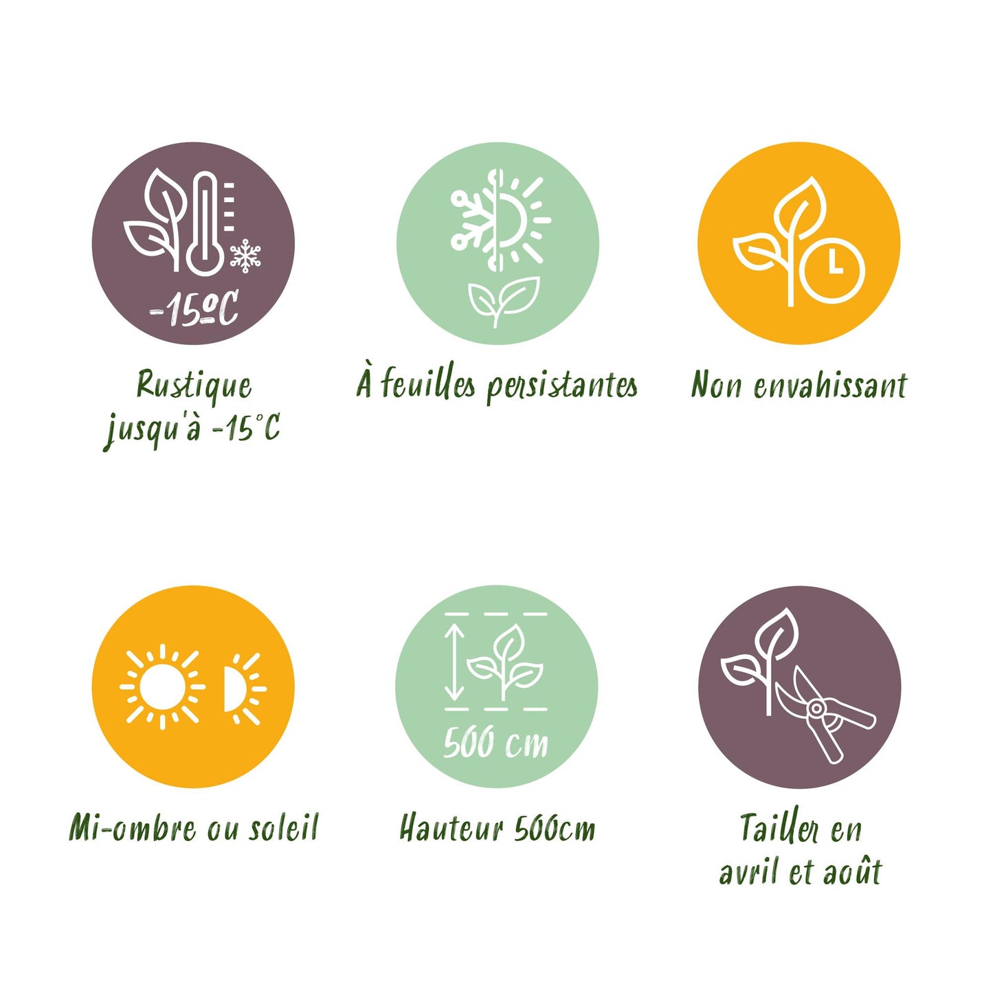 Green boutiQ - Haagplanten - Prunus laurocerasus Rotundifolia - blad groen - 8 planten - 1 strekkende meter - groenblijvend - pot 9cm hoogte 30-35cm