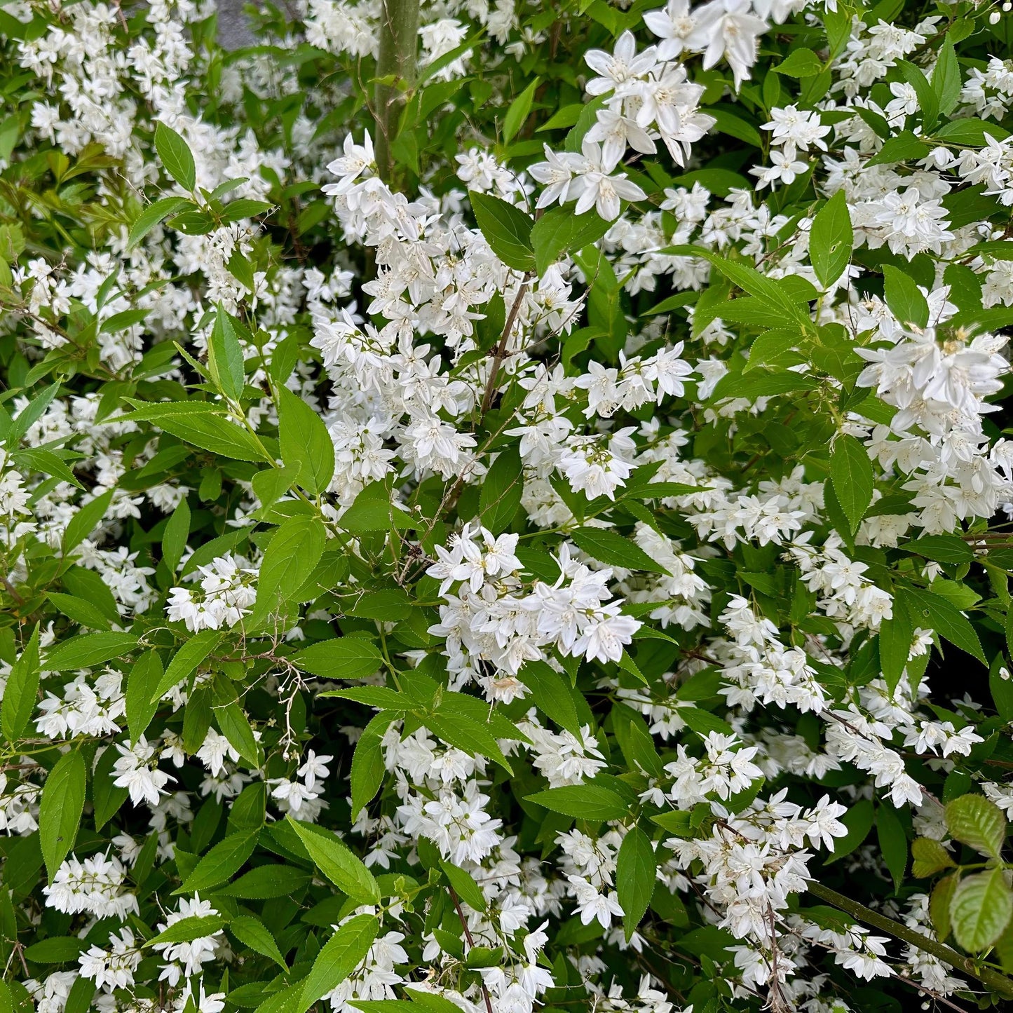 Green boutiQ - Heesters - Deutzia Gracilis - Bloem Wit - 1 Plant - Bladverliezend - Weinig Onderhoud - Pot 17cm Hoogte 45cm