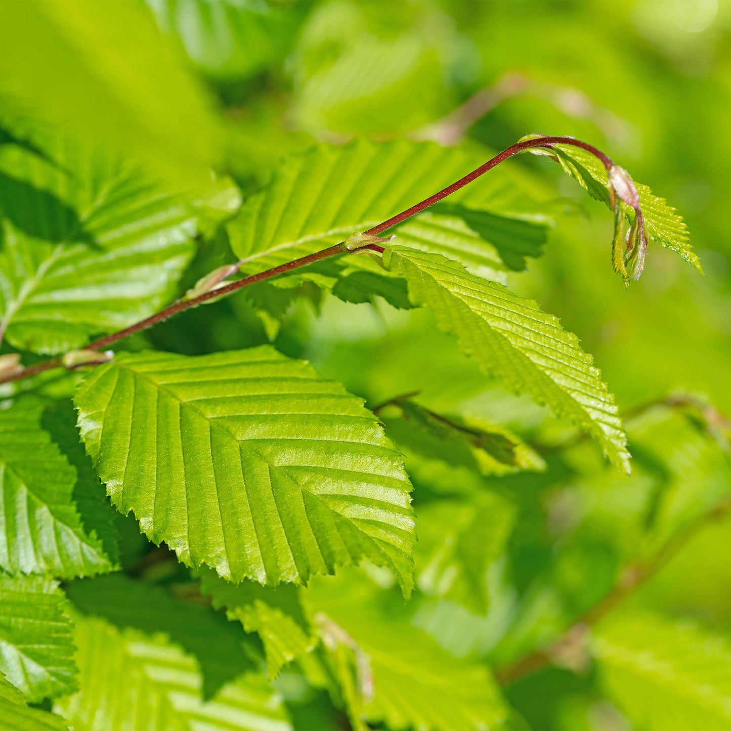 Green boutiQ - Haagplanten - Carpinus betulus - blad groen - 6 planten - 1 strekkende meter - bladverliezend - pot 17cm hoogte 55cm
