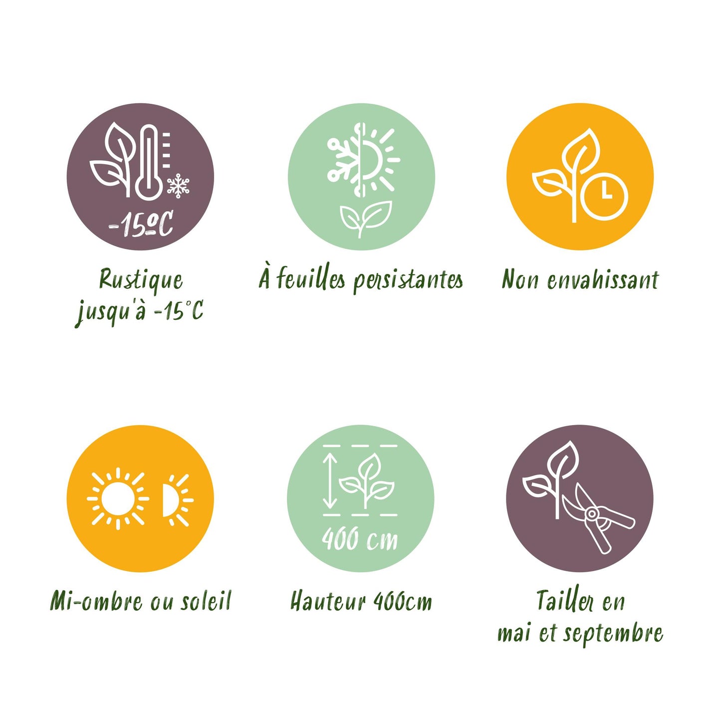 Green boutiQ - Haagplanten - Ligustrum ovalifolium Aureum - blad geel groen - 8 planten - 1 strekkende meter - groenblijvend - pot 9cm hoogte 35-40cm