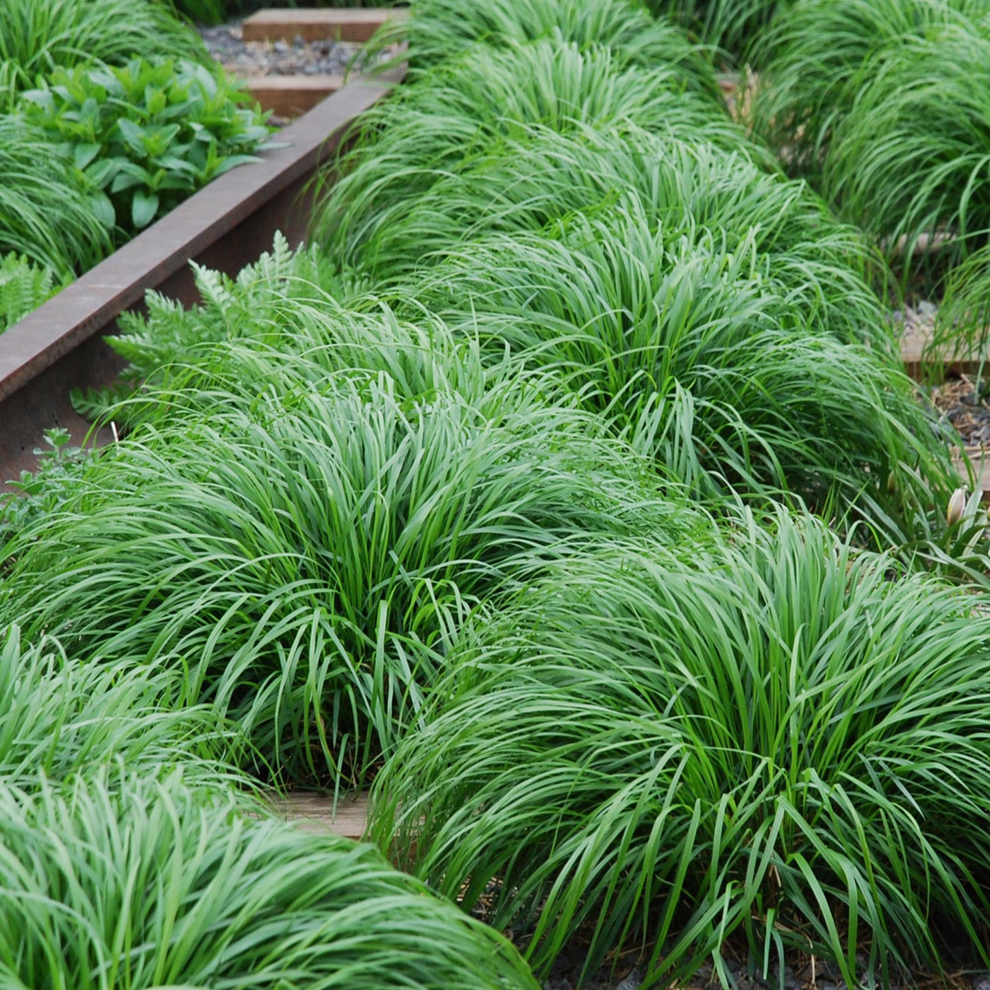 Green boutiQ - Siergrassen - Carex oshimensis Intense Green - Groen - 4 Planten - Bladhoudend - Weinig Onderhoud - Pot 17cm Hoogte 50cm
