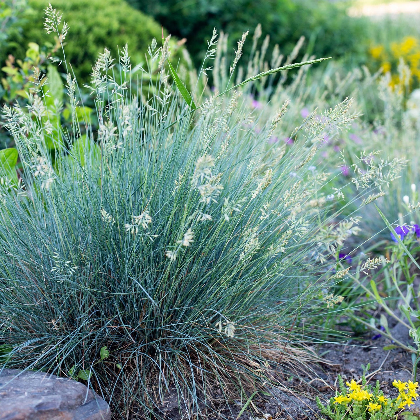 Green boutiQ - Siergrassen - Festuca glauca Intense Blue - Blauw - 4 Planten - Bladhoudend - Weinig Onderhoud - Pot 17cm Hoogte 50cm