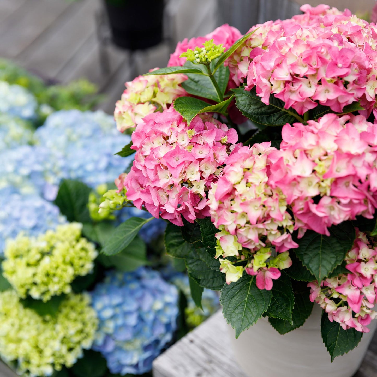 Green boutiQ - Terrasplant - Hortensia - Hydrangea Forever & Ever - Roze - 7-12 Bloemen - 2 Planten - Pot 23cm Hoogte 55cm