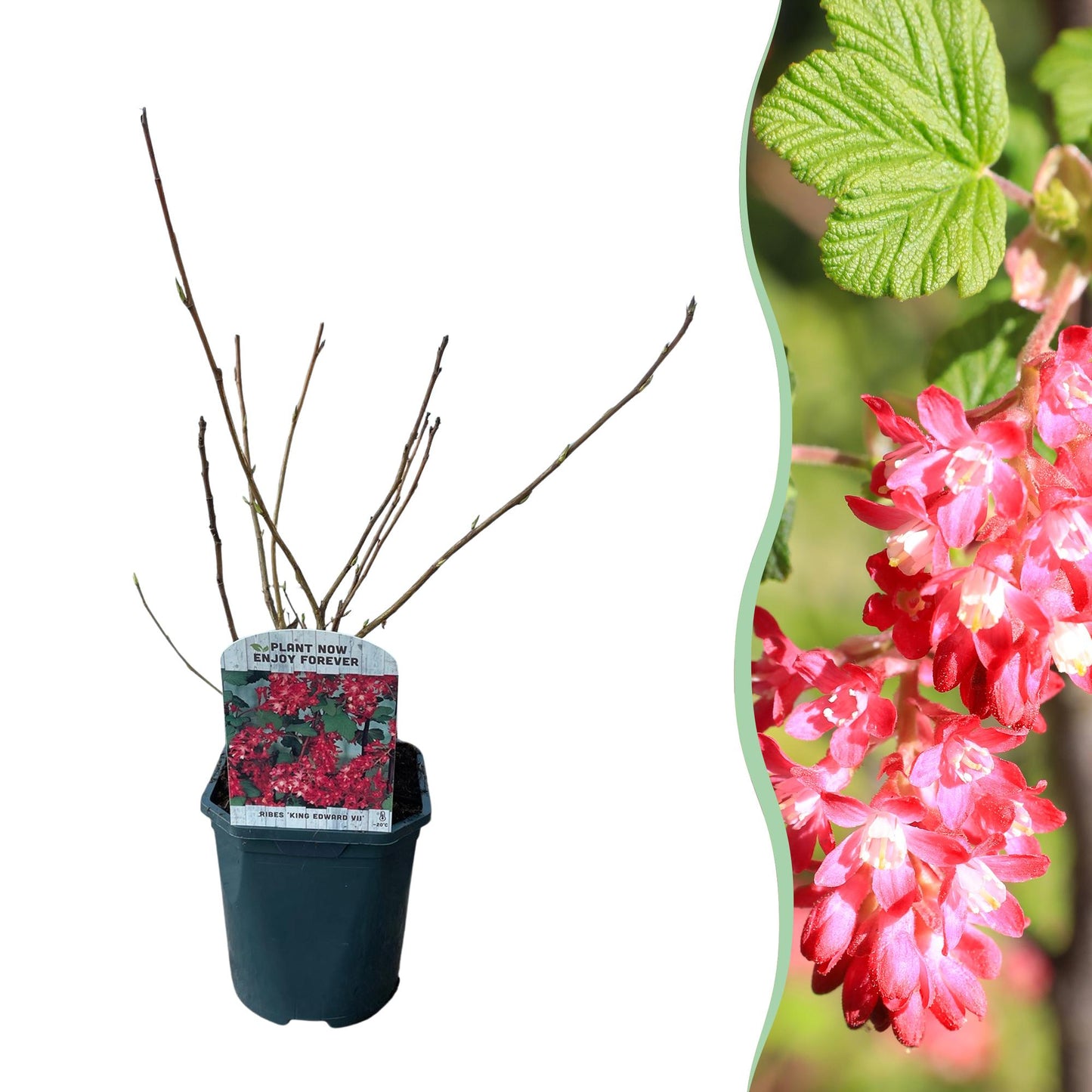 Green boutiQ - Heesters - Ribes sanguineum Kind Edward - Bloem Rood - 1 Plant - Bladverliezend - Weinig Onderhoud - Pot 17cm Hoogte 45cm