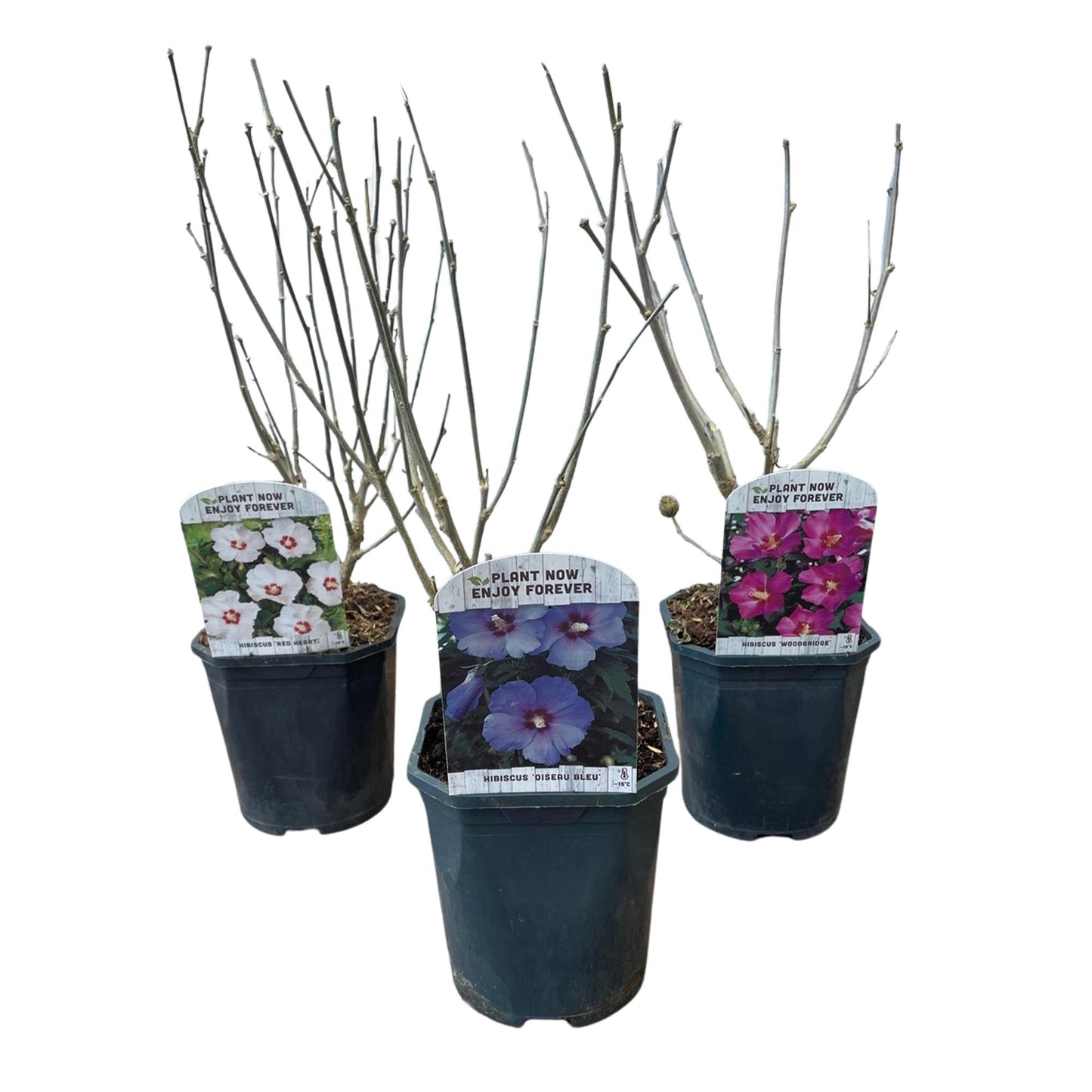 Green boutiQ - Heesters - Hibiscus syriacus Tricolour - Bloem Roze, Wit en Blauw - 3 Planten - Bladverliezend - Weinig Onderhoud - Pot 17cm Hoogte 45cm