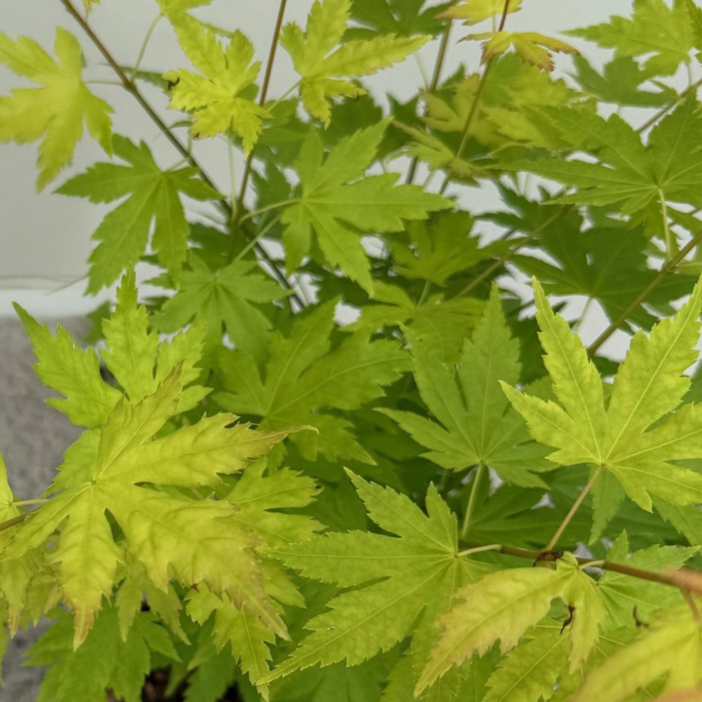 Green boutiQ - Terrasplant - Japanse Esdoorn - Acer palmatum Orange Dream - Oranje - 2 Planten - Bladverliezend - Pot 19cm Hoogte 70cm