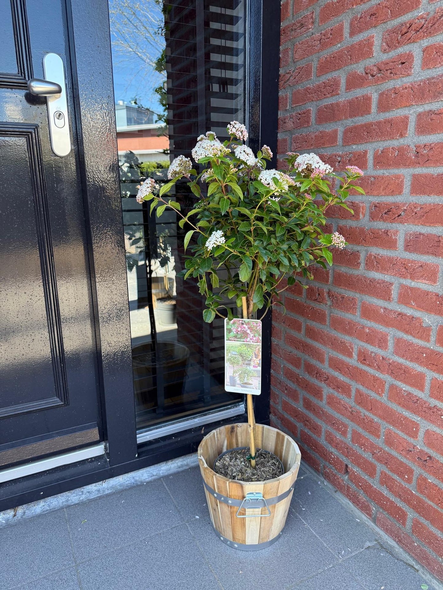 Green boutiQ - Tuinplant - Viburnum tinus Eve Price - Plant op stam - Terras Plant - Bladhoudend - Weinig Onderhoud - Pot 19cm Hoogte 90cm