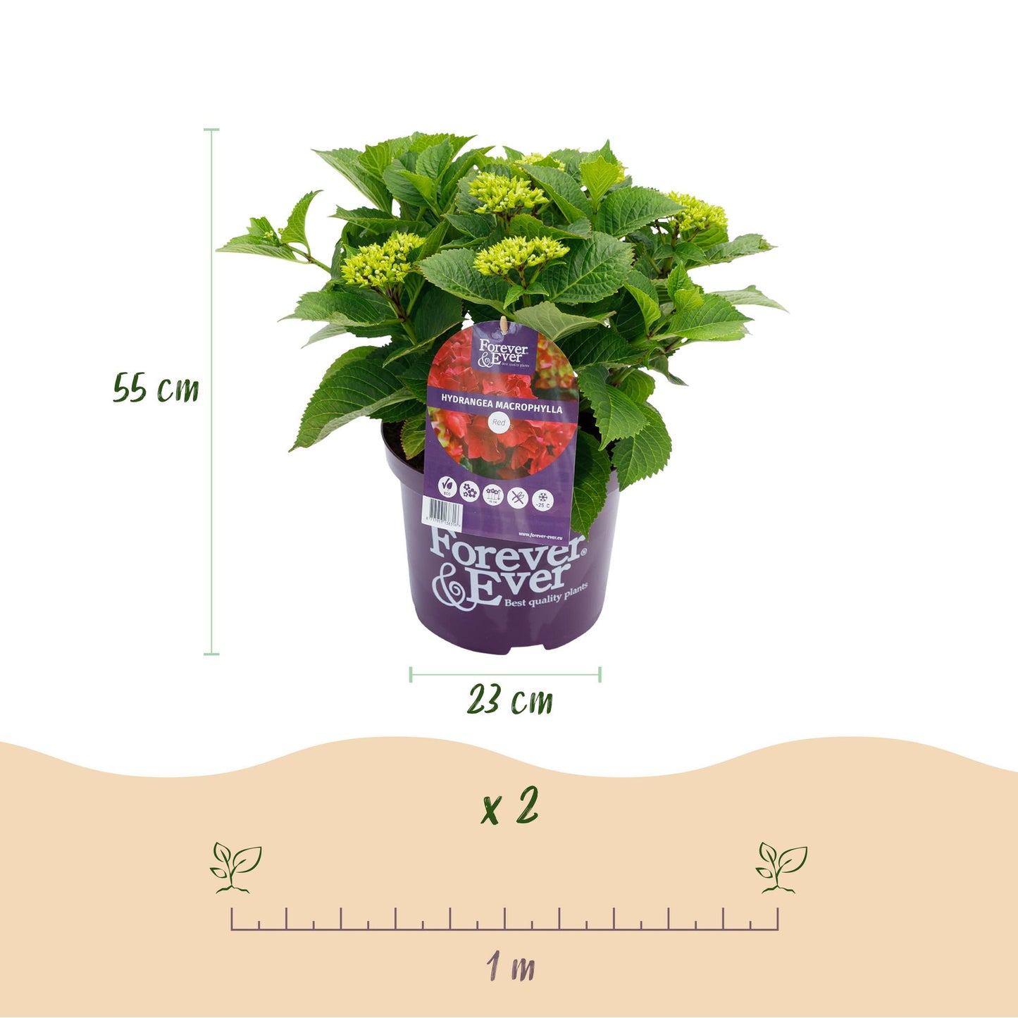 Green boutiQ - Terrasplant - Hortensia - Hydrangea Forever & Ever - Rood - 7-12 Bloemen - 2 Planten - Pot 23cm Hoogte 55cm