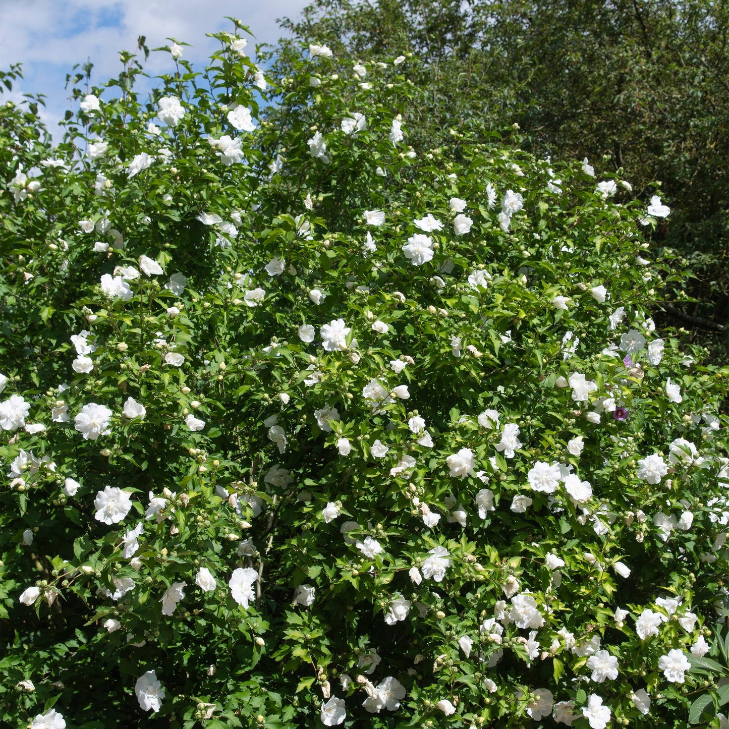 Green boutiQ - Tuinplant - Hibiscus syriacus White Chiffon® - Plant op stam - Terras Plant - Bladverliezend - Weinig Onderhoud - Pot 19cm Hoogte 90cm
