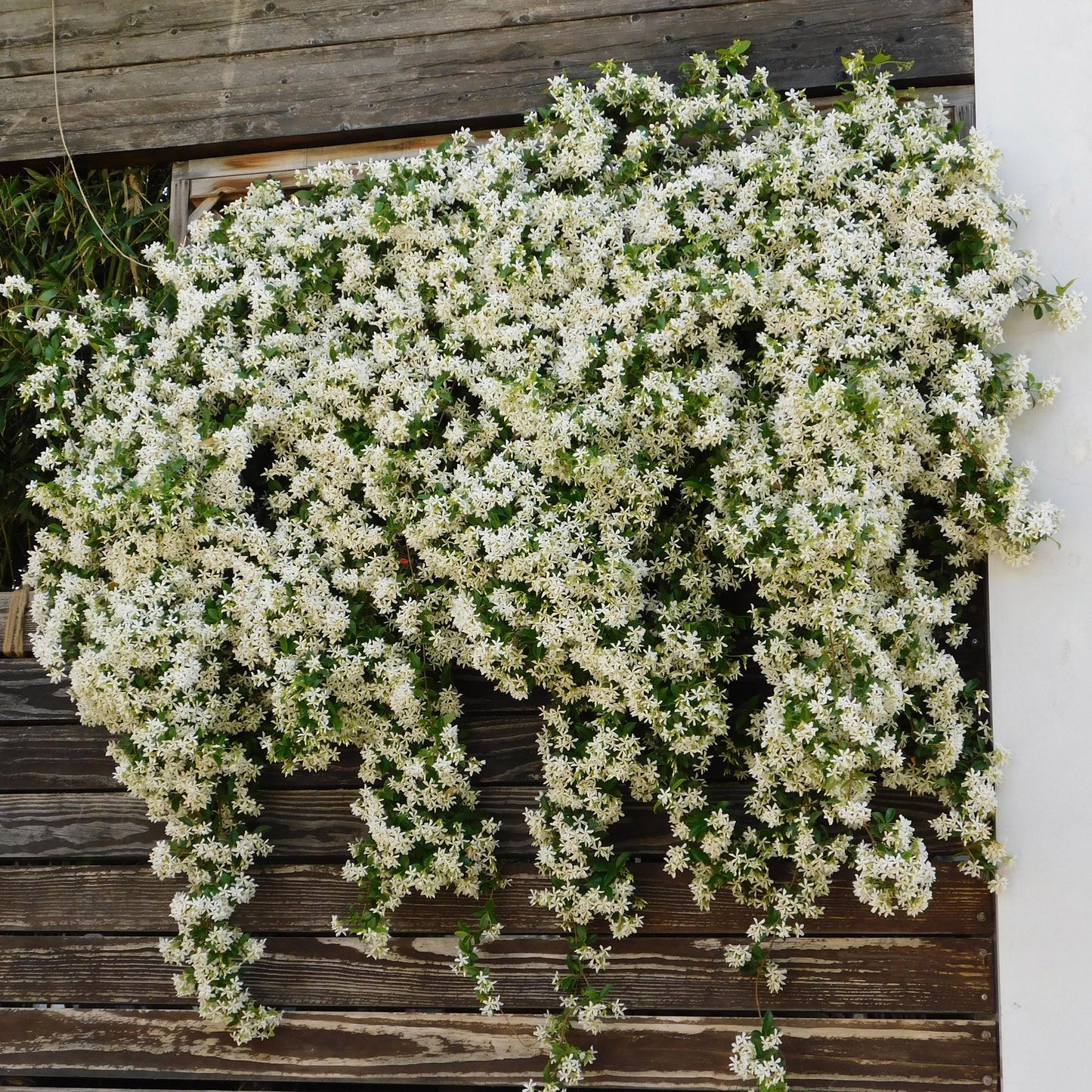 Green boutiQ - Toscaanse jasmijn - Trachelospermum jasminoides - Bloem Wit - Groenblijvend - 2 planten - Pot 11cm Hoogte 40cm