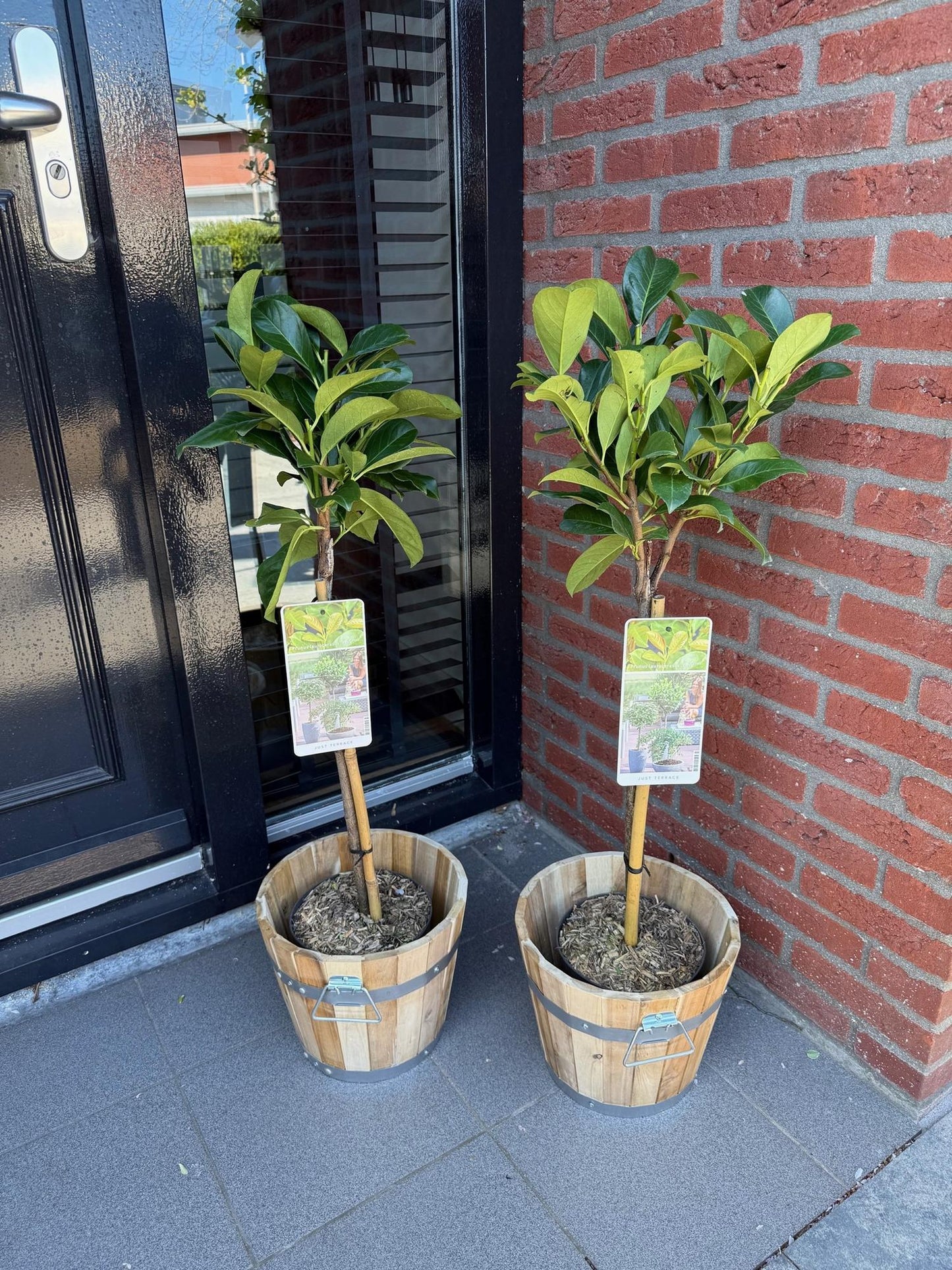 Green boutiQ - Tuinplant - Prunus lauroverasus Etna® - Plant op stam - Terras Plant - Bladhoudend - Weinig Onderhoud - Pot 19cm Hoogte 90cm