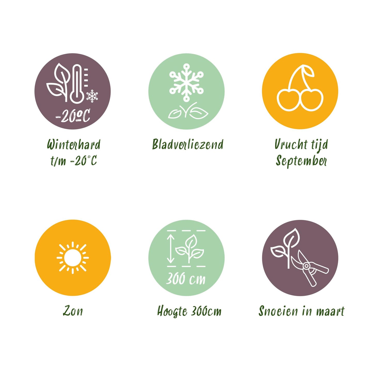 Green boutiQ - Fruitplant - Witte Druif - Vitis vinifera Himrod - Pitloos - 2 planten - Pot 15cm Hoogte 50cm