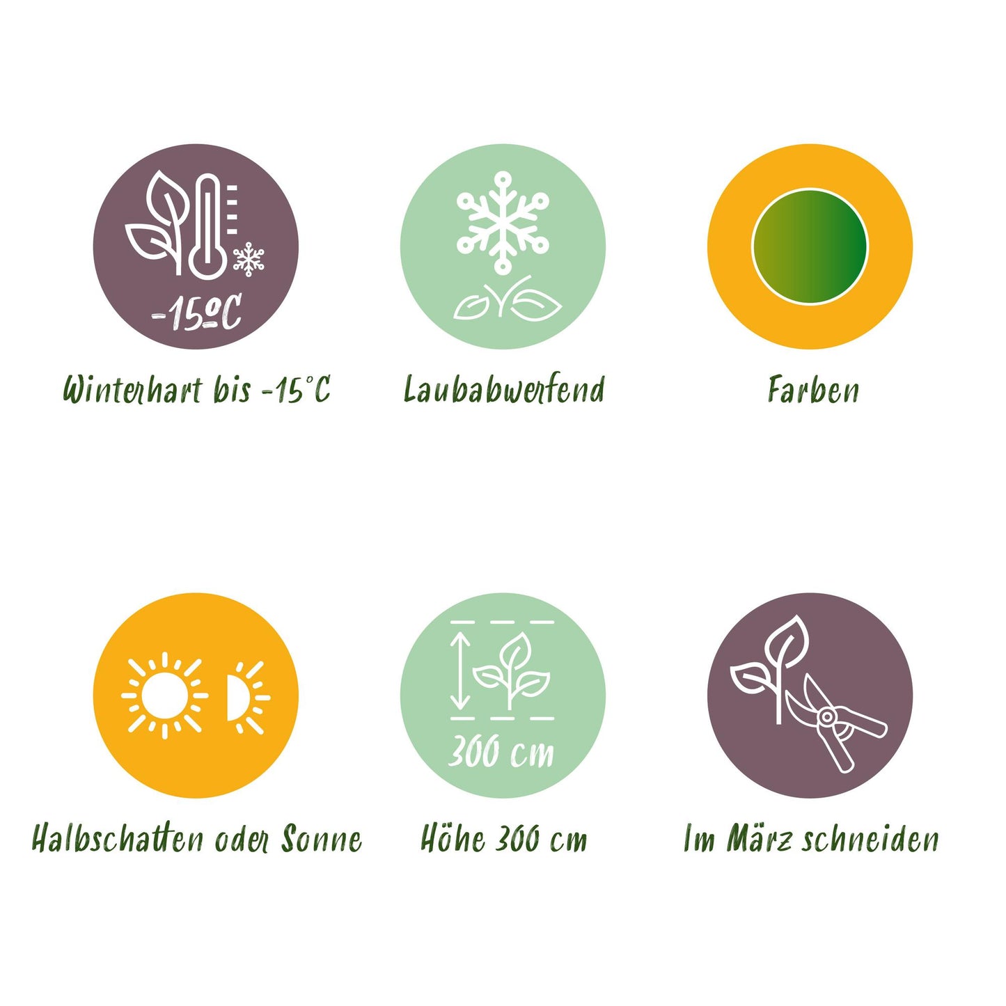 Green boutiQ - Terrasplant - Japanse Esdoorn - Acer palmatum Koto-no-ito - Groen - 1 Plant - Bladverliezend - Pot 19cm Hoogte 70cm