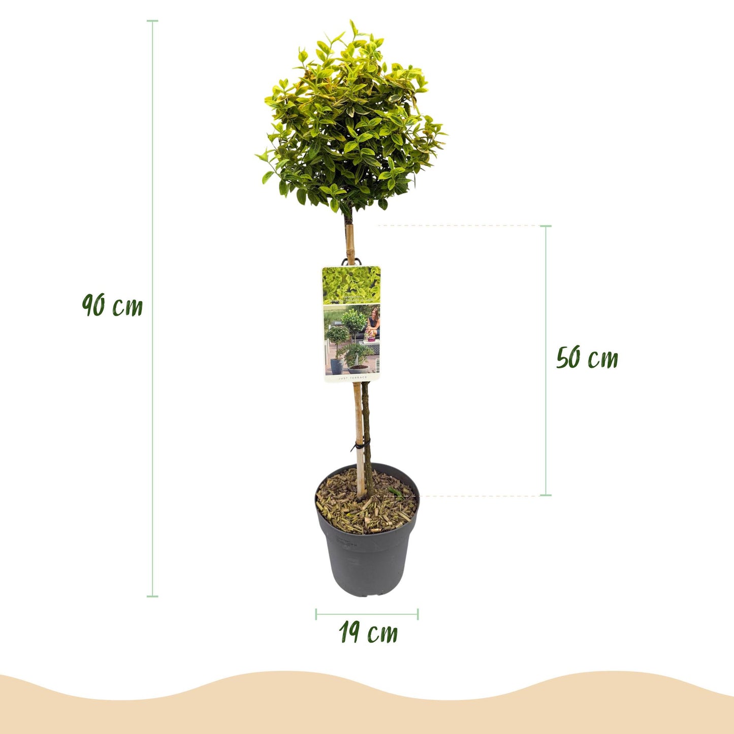 Green boutiQ - Tuinplant - Euonymus fortunei Emerald n Gold - Plant op stam - Terras Plant - Bladhoudend - Weinig Onderhoud - Pot 19cm Hoogte 90cm
