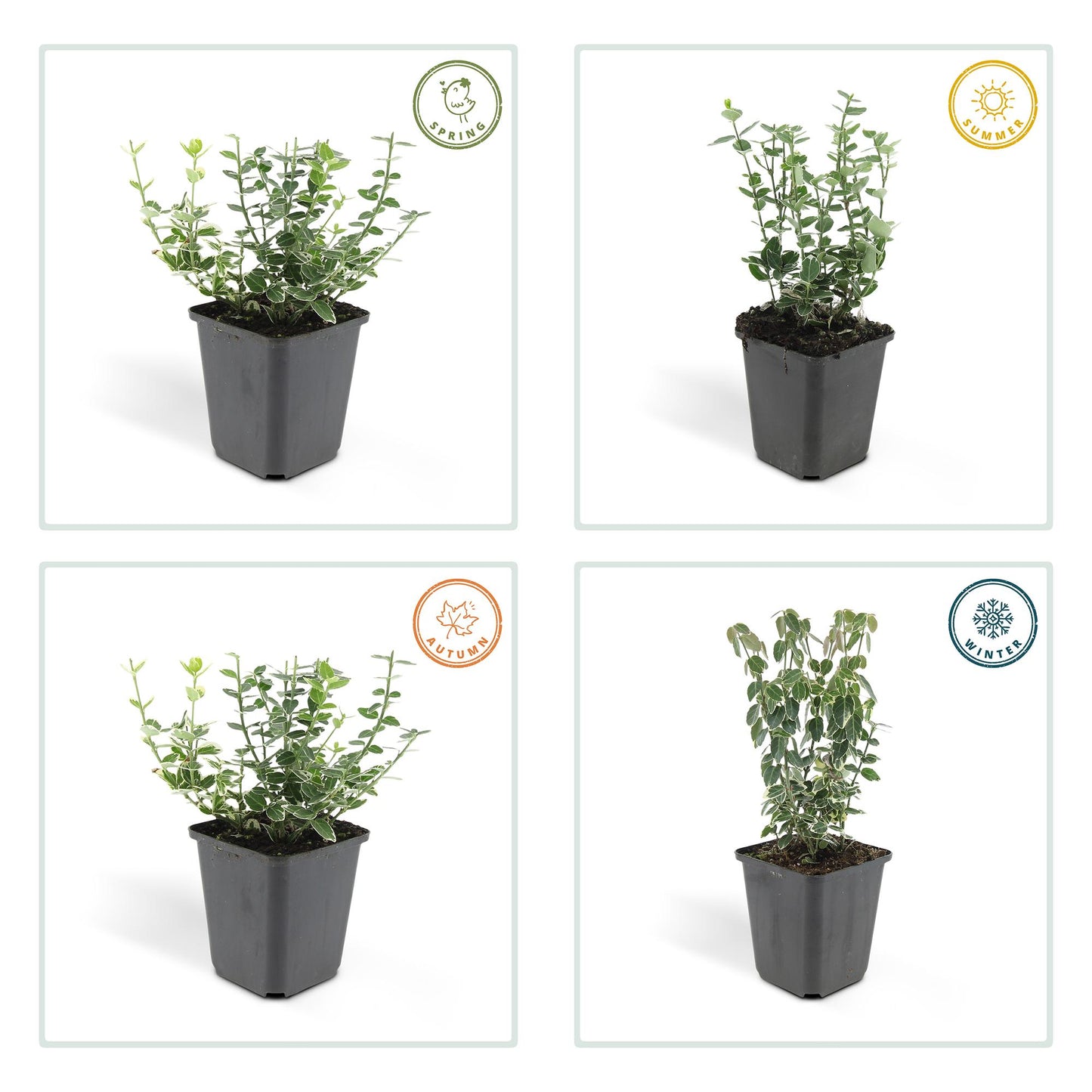 20x Euonymus 'Emerald 'n Gaity' - ↕10-25cm - Ø9cm