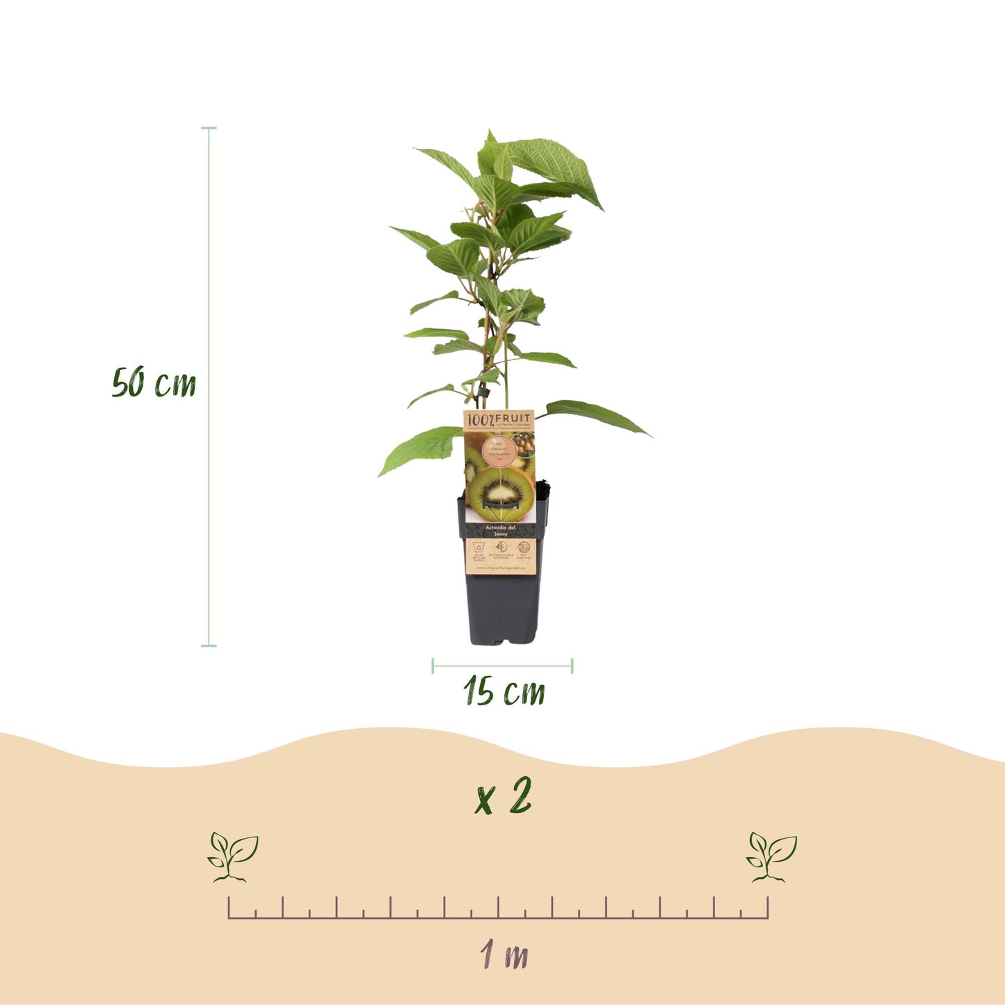 Green boutiQ - Fruitplant - Groene Kiwi - Actinidia deliciosa Jenny - Groene Vrucht - 2 planten - Pot 15cm Hoogte 50cm