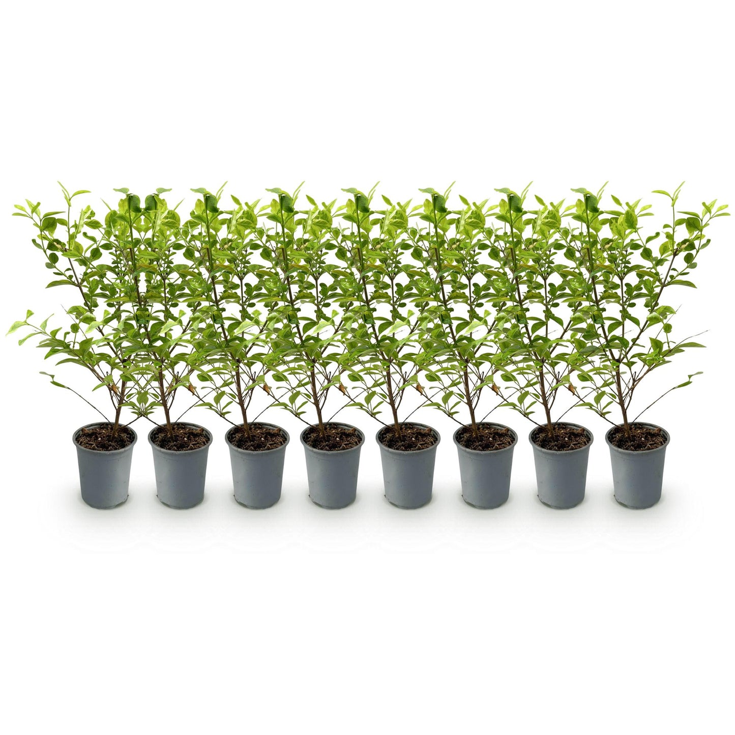 Green boutiQ - Haagplanten - Ligustrum ovalifolium Aureum - blad geel groen - 8 planten - 1 strekkende meter - groenblijvend - pot 9cm hoogte 35-40cm