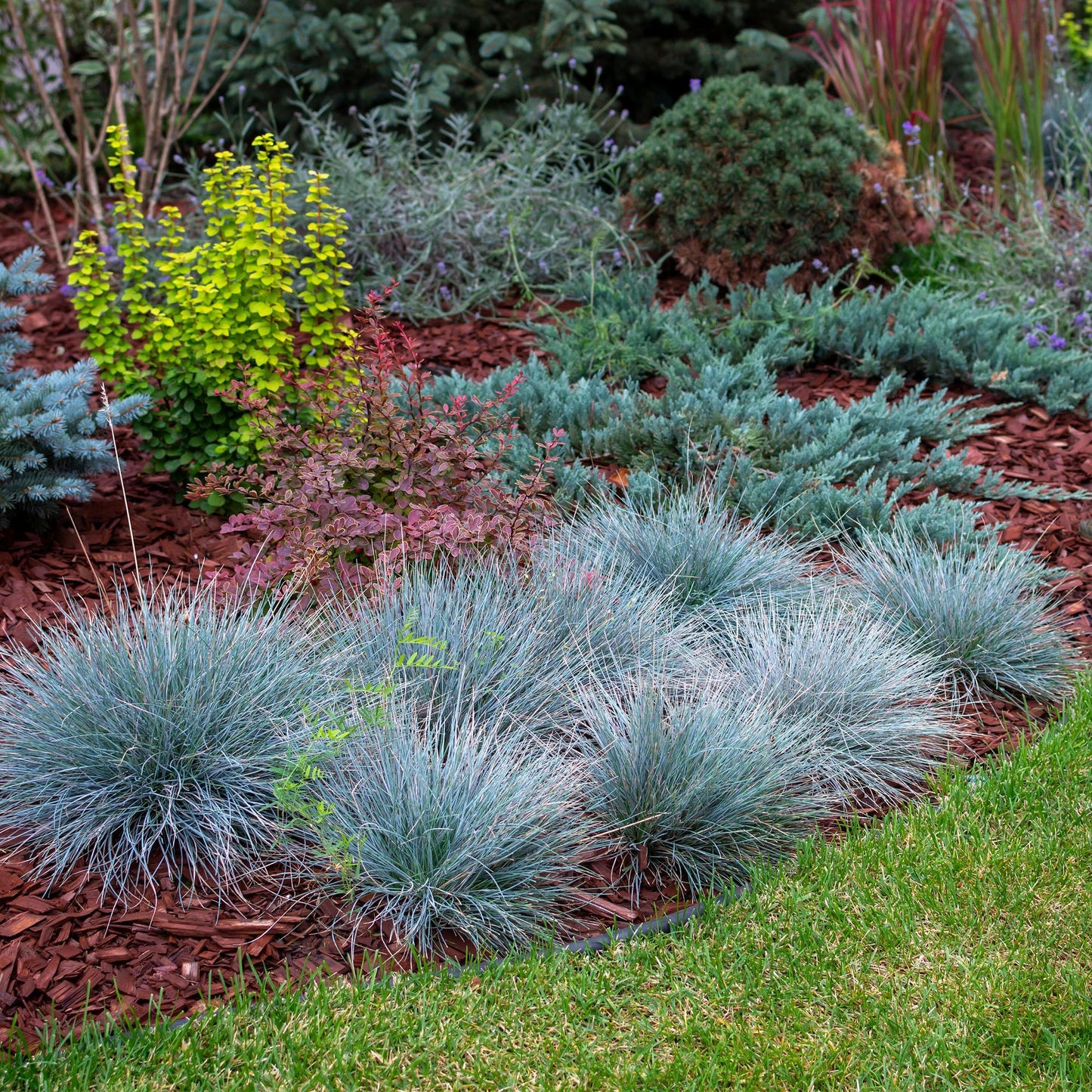 Green boutiQ - Siergrassen - Festuca glauca Intense Blue - Blauw - 4 Planten - Bladhoudend - Weinig Onderhoud - Pot 17cm Hoogte 50cm
