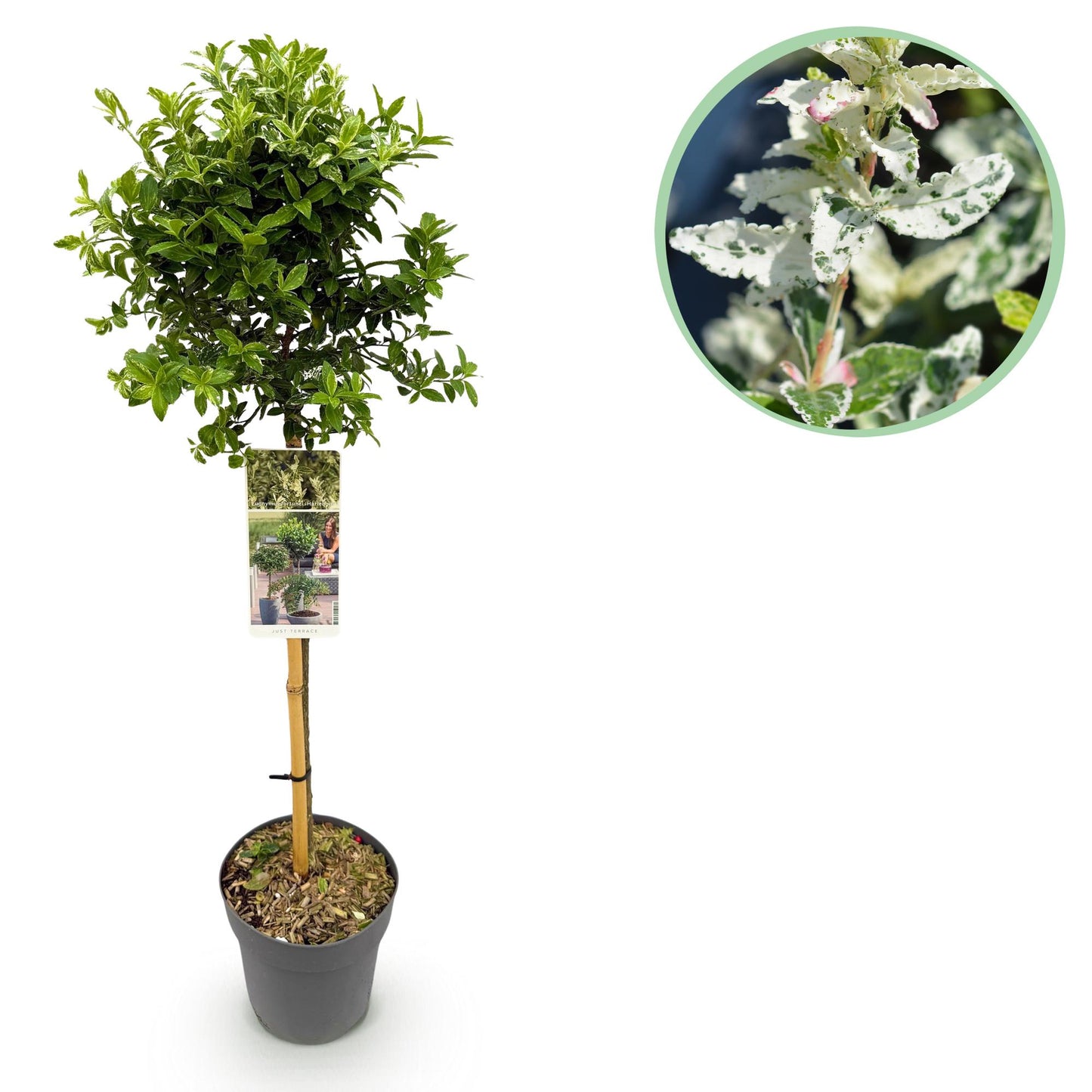 Green boutiQ - Tuinplant - Euonymus fortunei Harlequin - Plant op stam - Terras Plant - Bladhoudend - Weinig Onderhoud - Pot 19cm Hoogte 90cm
