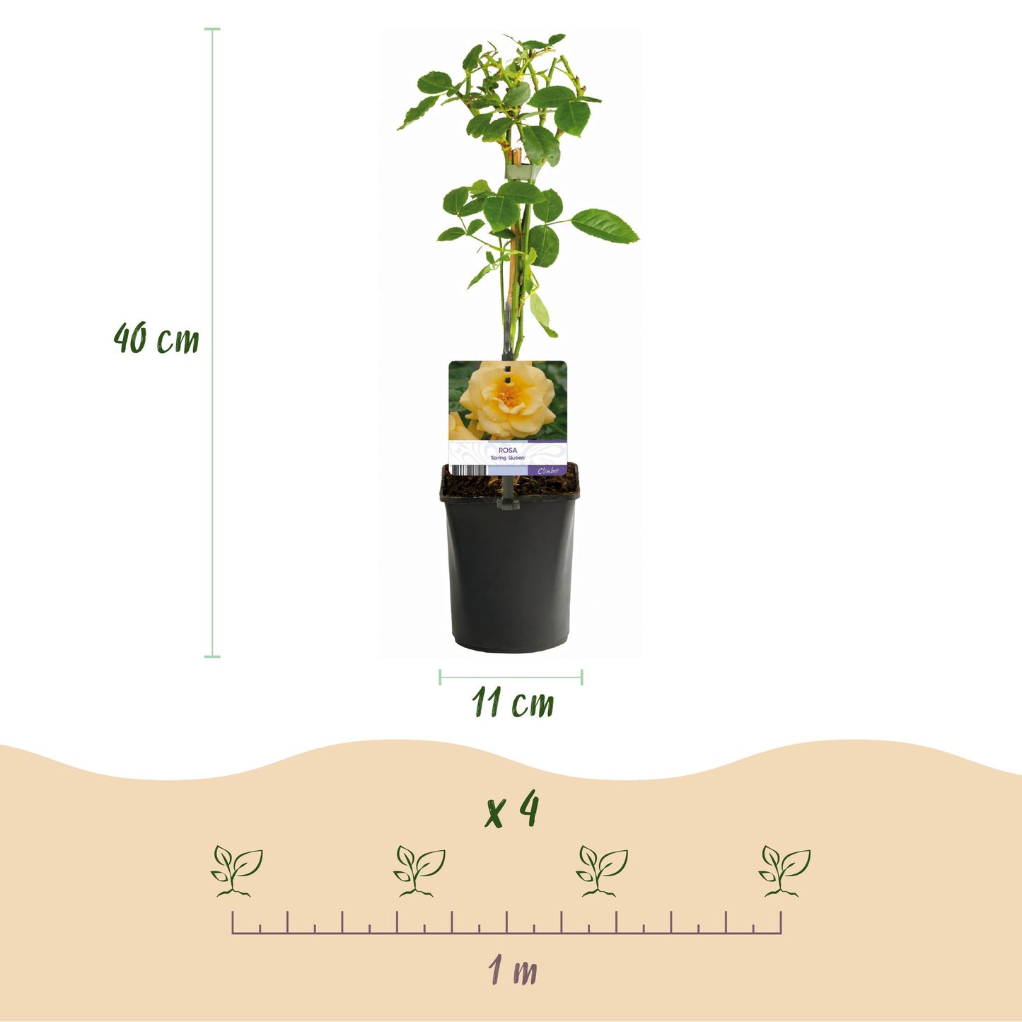 Green boutiQ - Klimroos - Rosa Spring Queen -Bloem Geel - Weinig onderhoud - 2 planten - Pot 11cm Hoogte 40cm