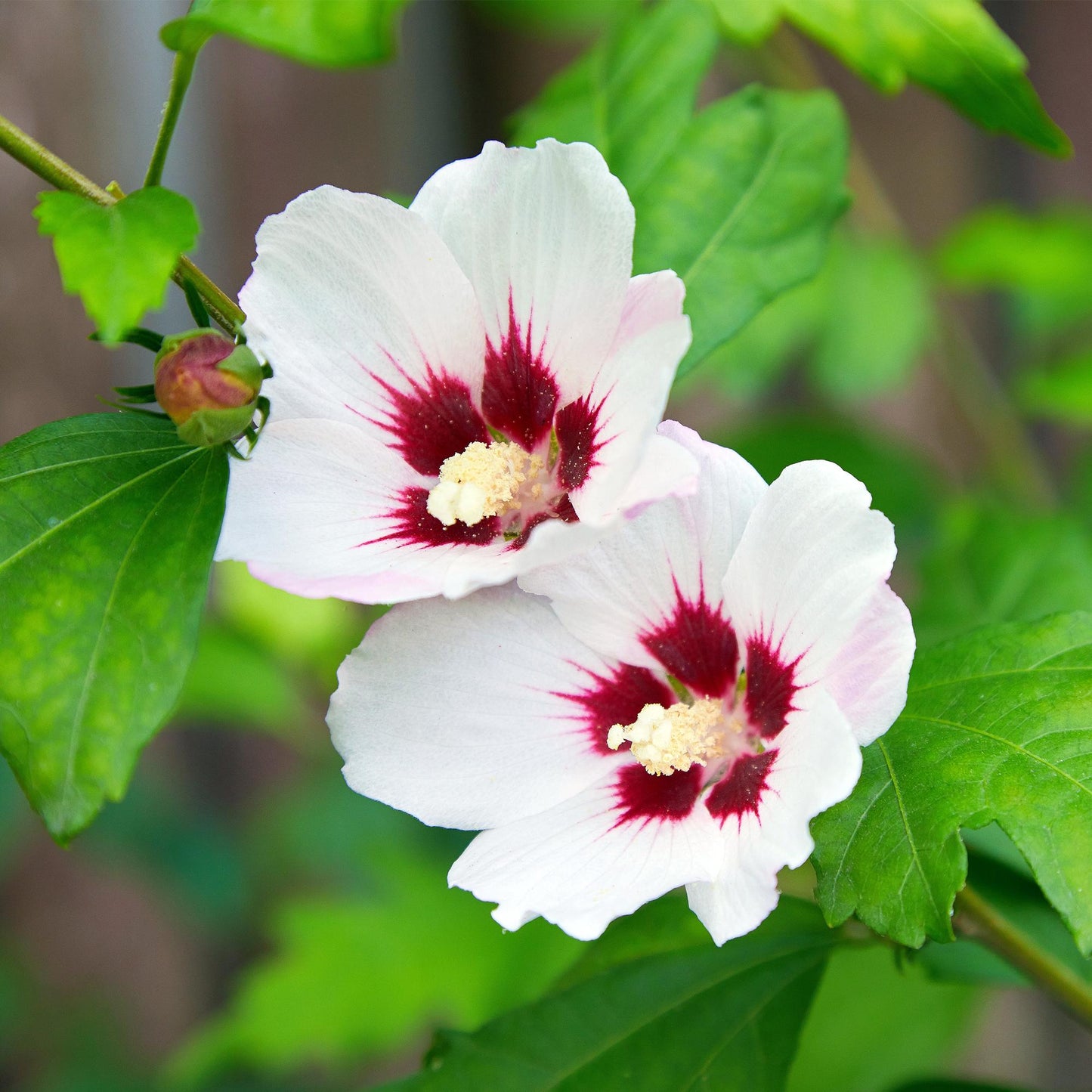 Green boutiQ - Heesters - Hibiscus syriacus Hamabo - Bloem Licht roze - 1 Plant - Bladverliezend - Weinig Onderhoud - Pot 17cm Hoogte 45cm