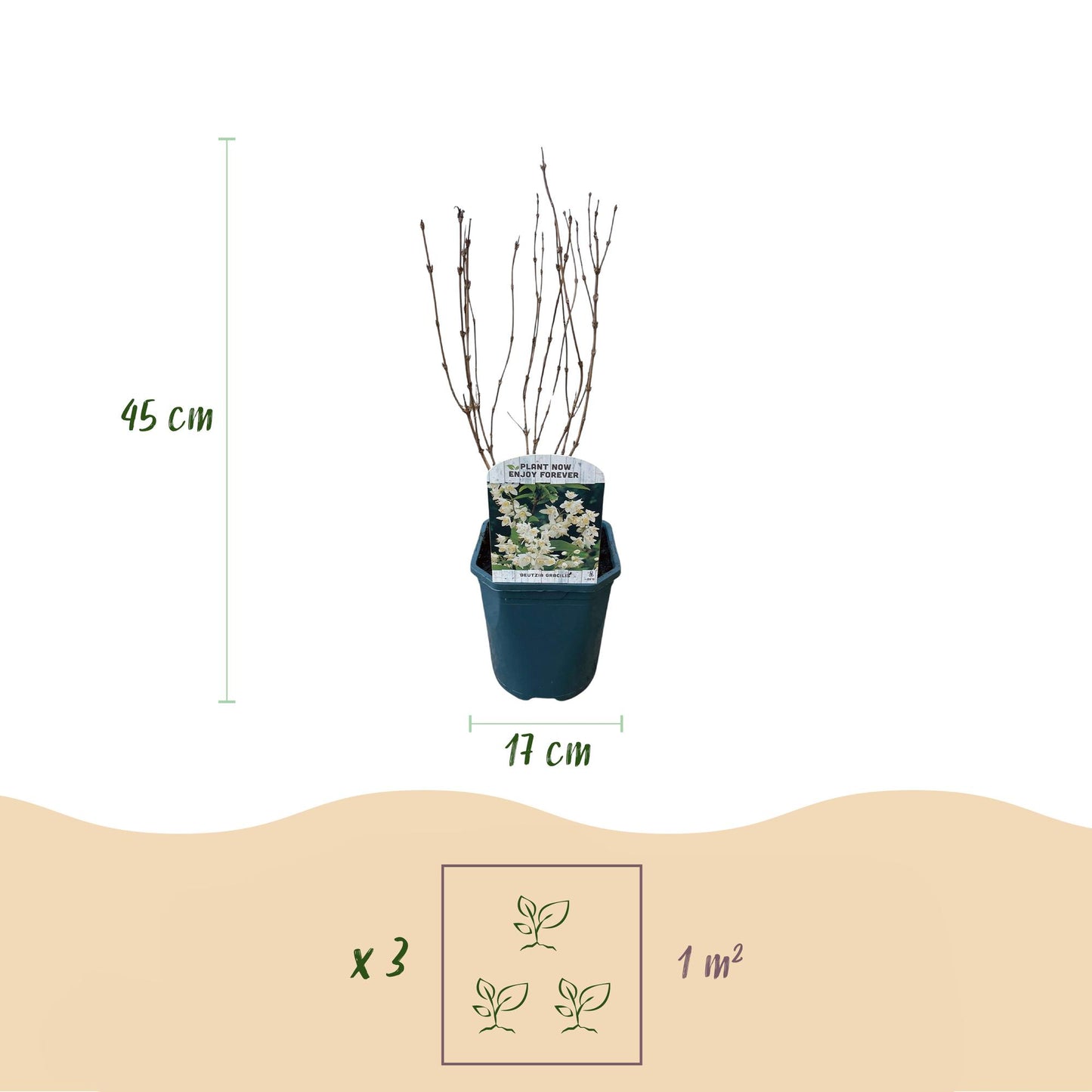 Green boutiQ - Heesters - Deutzia Gracilis - Bloem Wit - 1 Plant - Bladverliezend - Weinig Onderhoud - Pot 17cm Hoogte 45cm