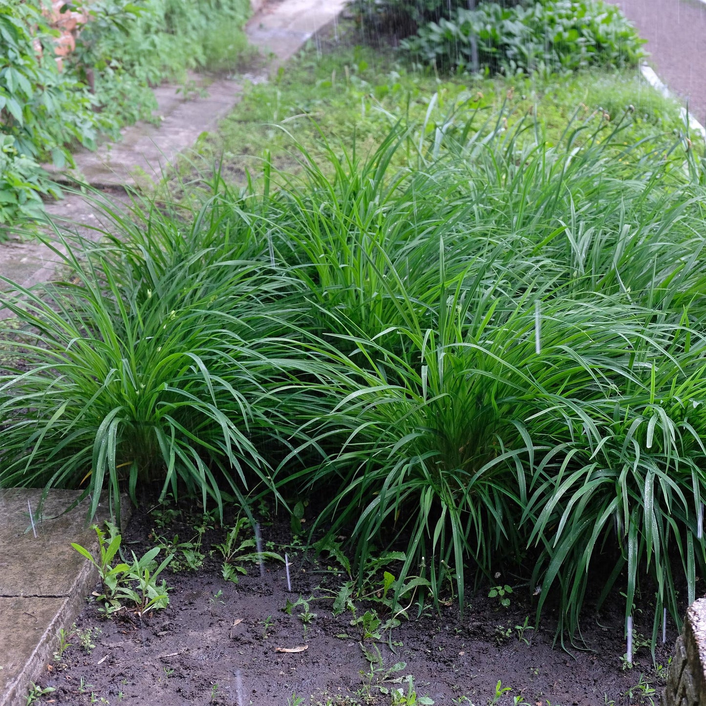 Green boutiQ - Siergrassen - Carex morrowii Irish Green - Groen & Geel - 4 Planten - Bladhoudend - Weinig Onderhoud - Pot 17cm Hoogte 50cm