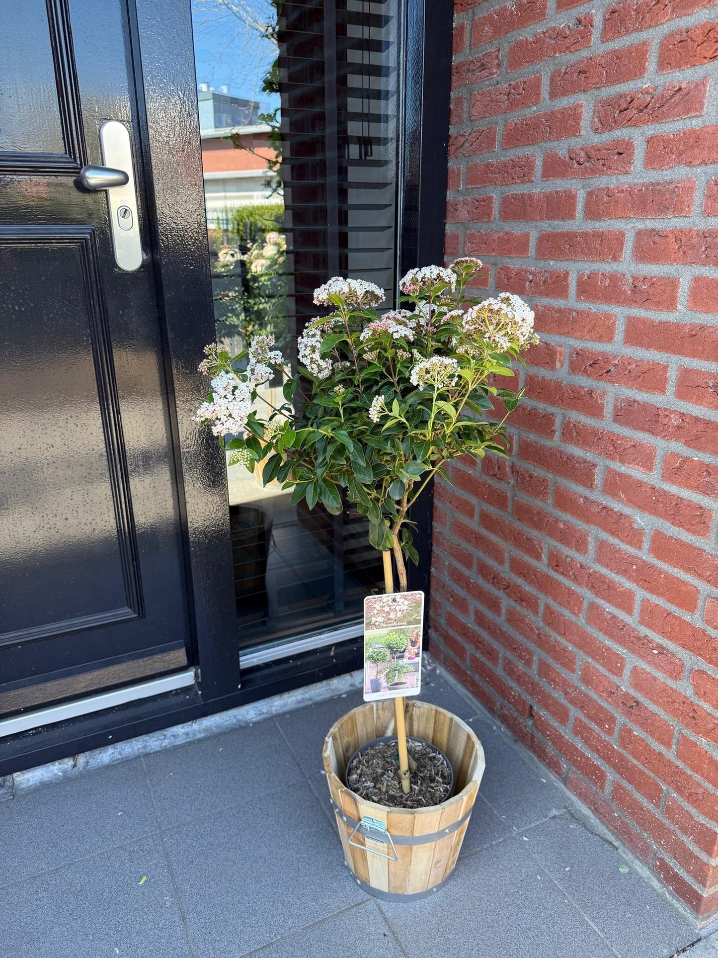 Green boutiQ - Tuinplant - Viburnum tinus - Plant op stam - Terras Plant - Bladhoudend - Weinig Onderhoud - Pot 19cm Hoogte 90cm