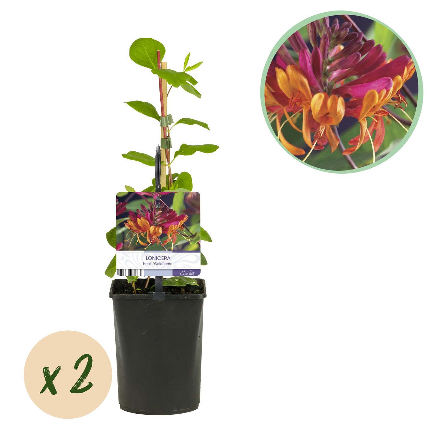 Green boutiQ - Kamperfoelie - Lonicera heckrottii Goldflame -Bbloem Roze met Geel - Weinig onderhoud - 2 planten - Pot 11cm Hoogte 40cm