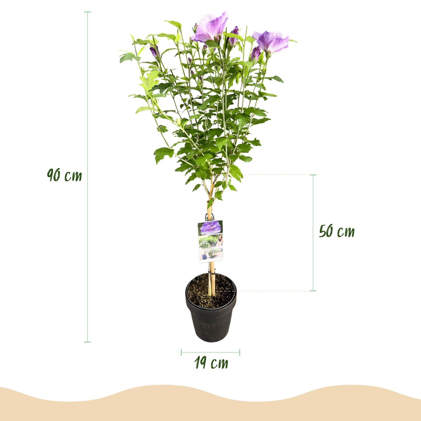 Green boutiQ - Tuinplant -Hibiscus syriacus Lavendor Chiffon® - Plant op stam - Terras Plant - Bladverliezend - Weinig Onderhoud - Pot 19cm Hoogte 90cm