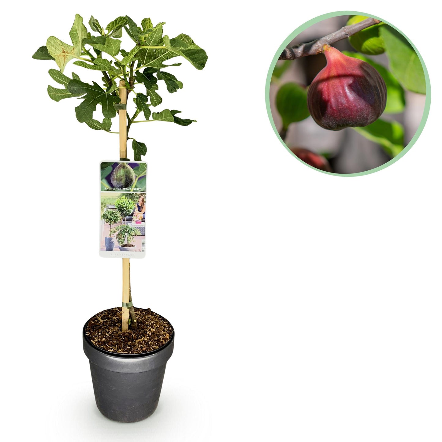 Green boutiQ - Tuinplant - Ficus carica Brown Turkey - Plant op stam - Terras Plant - Bladverliezend - Weinig Onderhoud - Pot 19cm Hoogte 90cm