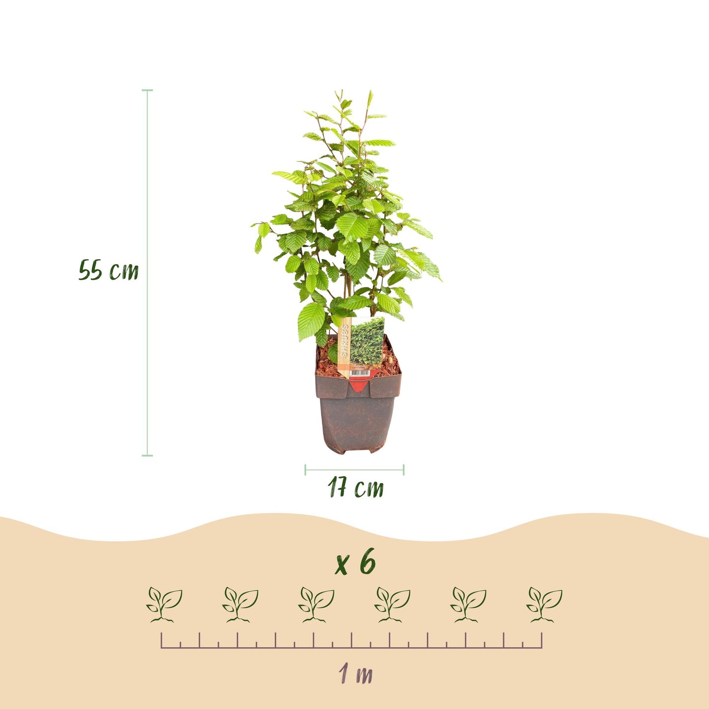 Green boutiQ - Haagplanten - Carpinus betulus - blad groen - 6 planten - 1 strekkende meter - bladverliezend - pot 17cm hoogte 55cm