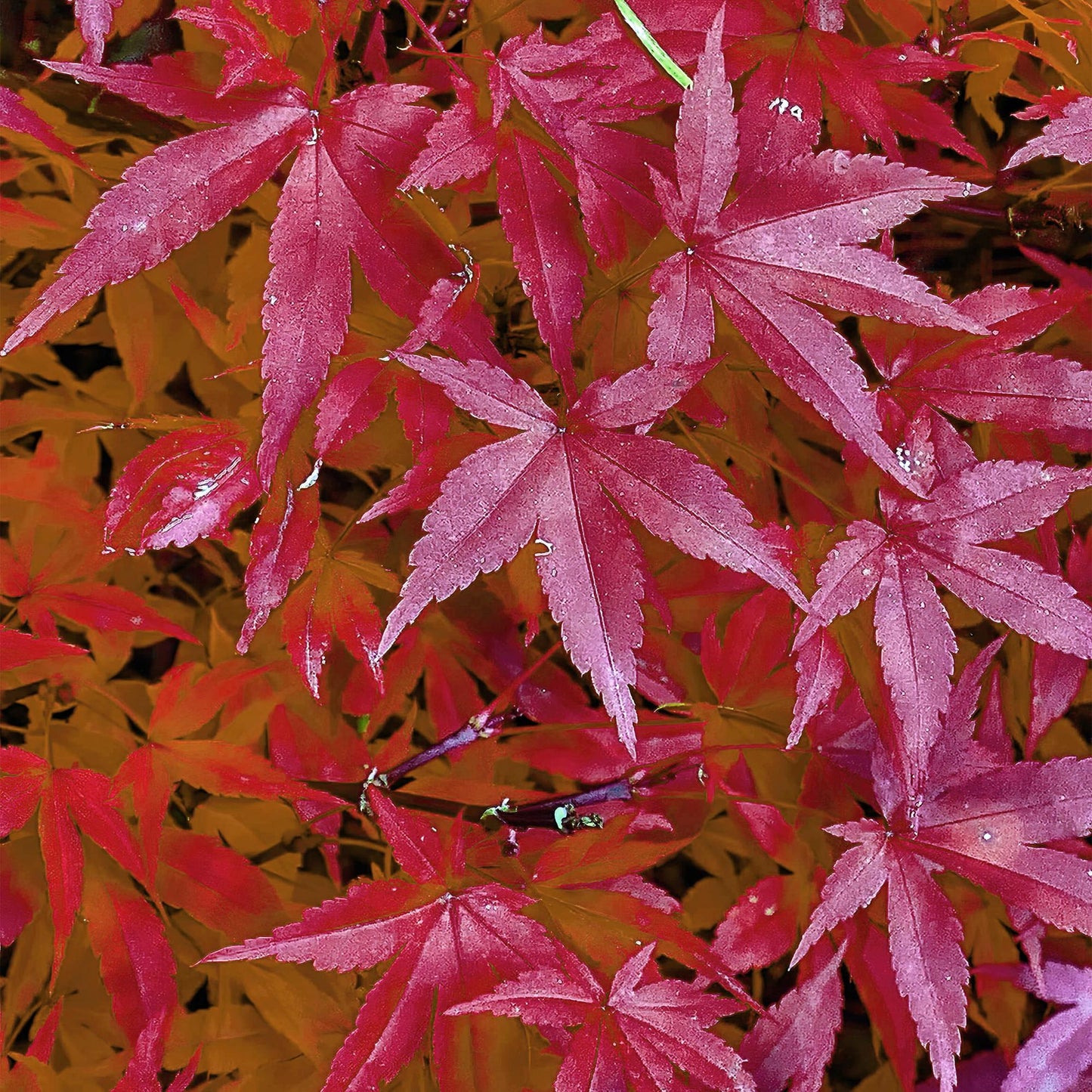 Green boutiQ - Terrasplant - Japanse Esdoorn - Acer palmatum Pink Dwarf - Roze - 1 Plant - Bladverliezend - Pot 19cm Hoogte 70cm