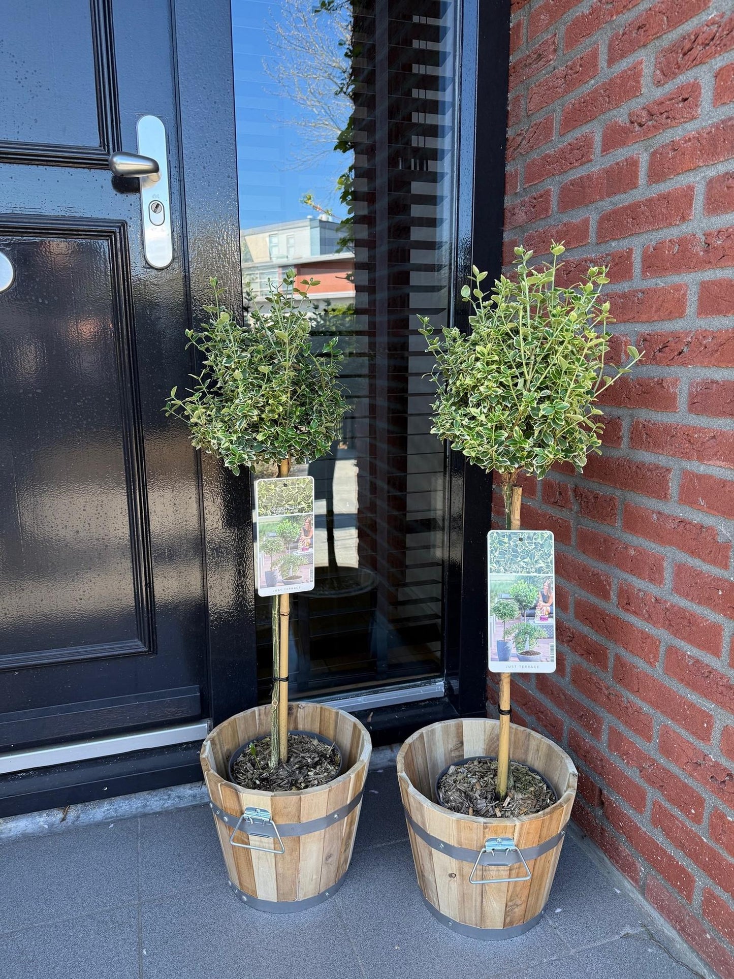 Green boutiQ - Tuinplant - Euonymus fortunei Emerald Gaiety - Plant op stam - Terras Plant - Bladhoudend - Weinig Onderhoud - Pot 19cm Hoogte 90cm