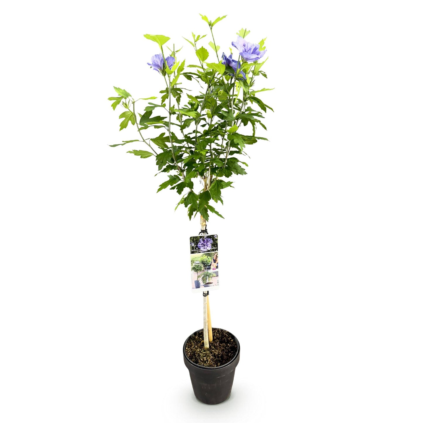 Green boutiQ - Tuinplant - Hibiscus syriacus Blue Chiffon® - Plant op stam - Terras Plant - Bladverliezend - Weinig Onderhoud - Pot 19cm Hoogte 90cm