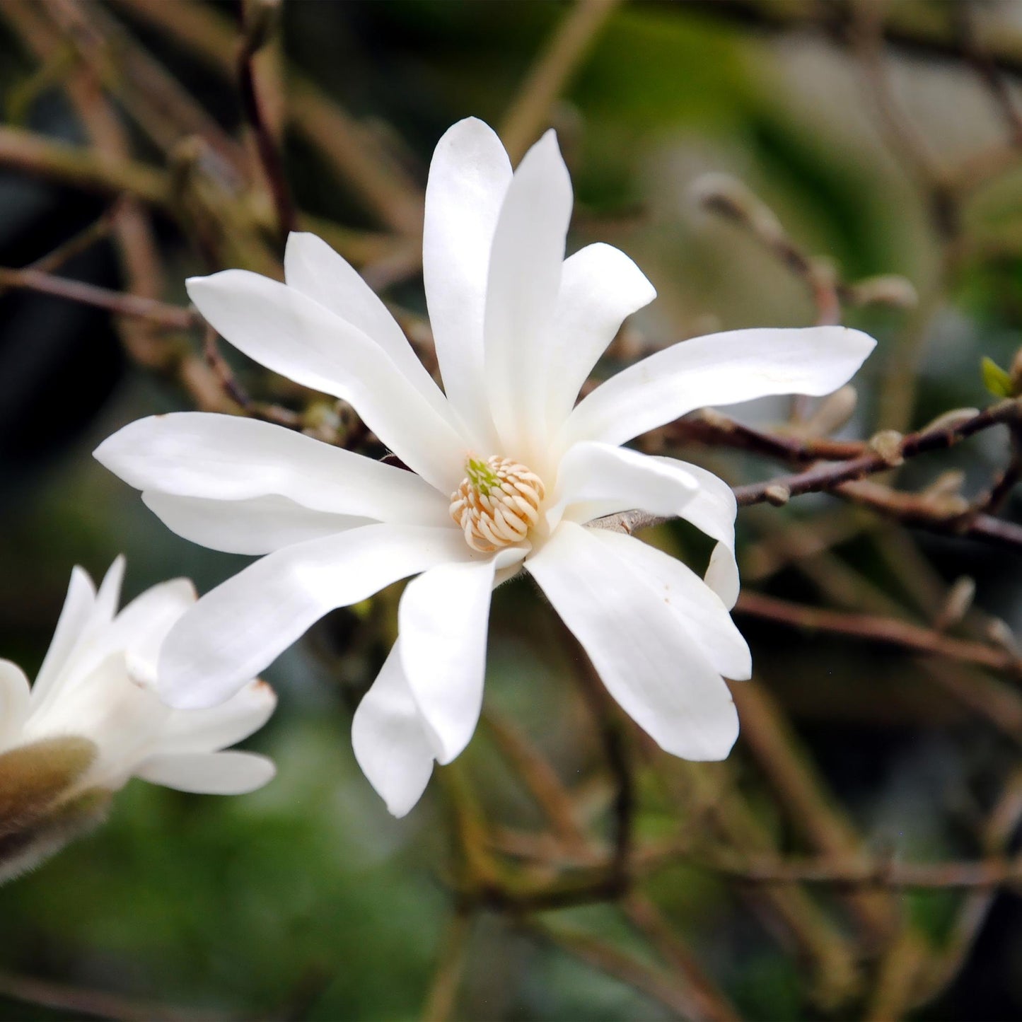 Green boutiQ - Heesters - Magnolia Stellata - Bloem Wit - 1 Plant - Bladverliezend - Weinig Onderhoud - Pot 17cm Hoogte 45cm