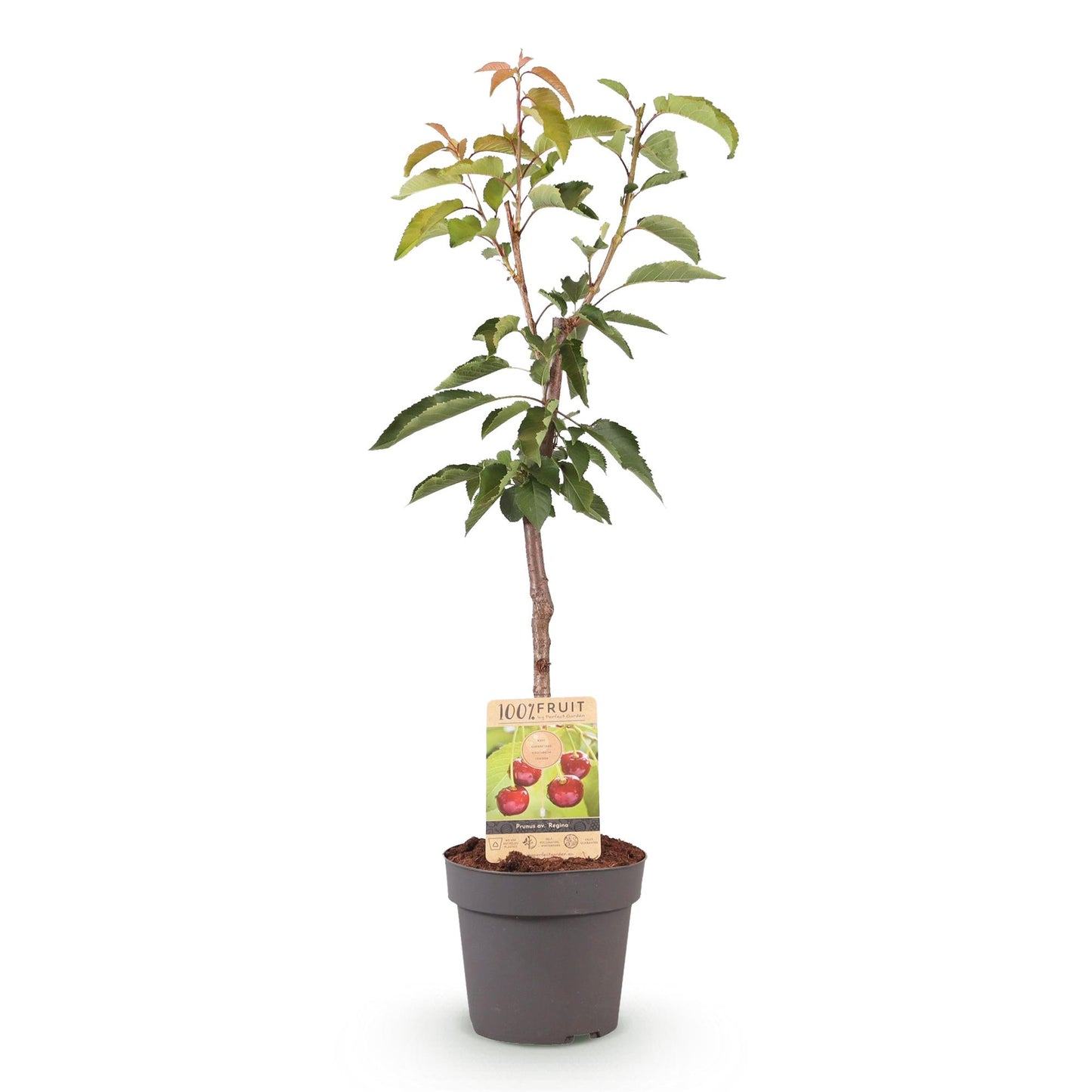 Green boutiQ - Fruitplant - Kersenboom - Prunus avium Regina - Rode kers - Pot 21cm Hoogte 90cm