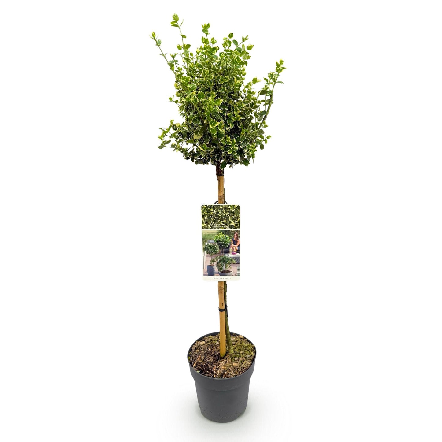 Green boutiQ - Tuinplant - Euonymus fortunei Emerald Gaiety - Plant op stam - Terras Plant - Bladhoudend - Weinig Onderhoud - Pot 19cm Hoogte 90cm